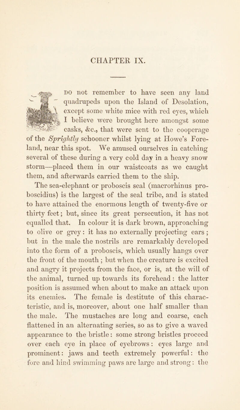 DO not remember to have seen any land quadrupeds upon the Island of Desolation, except some white mice with red eyes, which I believe were brought here amongst some casks, &c.j that were sent to the cooperage of the Sprightly schooner whilst lying at Howe’s Fore¬ land, near this spot. We amused ourselves in catching several of these during a very cold day in a heavy snow storm—placed them in our waistcoats as we caught them, and afterwards carried them to the ship. The sea-elephant or proboscis seal (macrorhinus pro- boscidius) is the largest of the seal tribe, and is stated to have attained the enormous length of twenty-five or thirty feet; but, since its great persecution, it has not equalled that. In colour it is dark brown, approaching to olive or grey: it has no externally projecting ears ; but in the male the nostrils are remarkably developed into the form of a proboscis, which usually hangs over the front of the mouth ; but when the creature is excited and angry it projects from the face, or is, at the will of the animal, turned up towards its forehead: the latter position is assumed when about to make an attack upon its enemies. The female is destitute of this charac¬ teristic, and is, moreover, about one half smaller than the male. The mustaches are long and coarse, each flattened in an alternating series, so as to give a waved appearance to the bristle: some strong bristles proceed over each eye in place of eyebrows : eyes large and prominent: jaws and teeth extremely powerful: the fore and hind swimming paws are large and strong: the