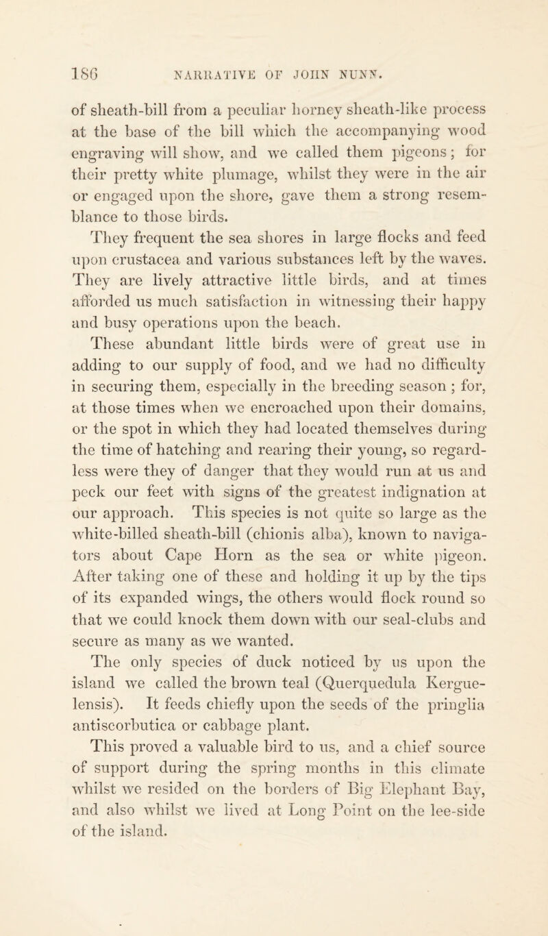 of sheath-bill from a peculiar horney sheath-like process at the base of the bill which the accompanying wood engraving will show, and we called them pigeons; for their pretty white plumage, whilst they were in the air or engaged upon the shore, gave them a strong resem¬ blance to those birds. They frequent the sea shores in large flocks and feed upon Crustacea and various substances left by the waves. They are lively attractive little birds, and at times afforded us much satisfaction in witnessing their happy and busy operations upon the beach. These abundant little birds were of great use in adding to our supply of food, and we had no difficulty in securing them, especially in the breeding season ; for, at those times when we encroached upon their domains, or the spot in which they had located themselves during the time of hatching and rearing their young, so regard¬ less were they of danger that they would run at us and peck our feet with signs of the greatest indignation at our approach. This species is not quite so large as the white-billed sheath-bill (chionis alba), known to naviga¬ tors about Cape Horn as the sea or white pigeon. After taking one of these and holding it up by the tips of its expanded wings, the others would flock round so that we could knock them down with our seal-clubs and secure as many as we wanted. The only species of duck noticed by us upon the island we called the brown teal (Querquedula Kergue- lensis). It feeds chiefly upon the seeds of the pringlia antiscorbutica or cabbage plant. This proved a valuable bird to us, and a chief source of support during the spring months in this climate whilst we resided on the borders of Big Elephant Bay, and also whilst we lived at Long Point on the lee-side of the island.
