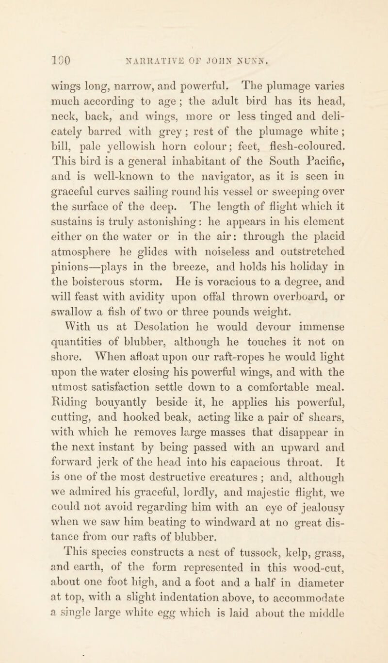 wings long, narrow, and powerful. The plumage varies much according to age ; the adult bird has its head, neck, back, and wings, more or less tinged and deli¬ cately barred with grey ; rest of the plumage white ; bill, pale yellowish horn colour; feet, flesh-coloured. This bird is a general inhabitant of the South Pacific, and is well-known to the navigator, as it is seen in graceful curves sailing round his vessel or sweeping over the surface of the deep. The length of flight which it sustains is truly astonishing: he appears in his element either on the water or in the air: through the placid atmosphere he glides with noiseless and outstretched pinions—plays in the breeze, and holds his holiday in the boisterous storm, He is voracious to a degree, and will feast with avidity upon offal thrown overboard, or swallow a fish of two or three pounds weight. With us at Desolation he would devour immense quantities of blubber, although he touches it not on shore. When afloat upon our raft-ropes he would light upon the water closing his powerful wings, and with the utmost satisfaction settle down to a comfortable meal. Riding bouyantly beside it, he applies his powerful, cutting, and hooked beak, acting like a pair of shears, with which he removes large masses that disappear in the next instant by being passed with an upward and forward jerk of the head into his capacious throat. It is one of the most destructive creatures ; and, although we admired his graceful, lordly, and majestic flight, we could not avoid regarding him with an eye of jealousy when we saw him beating to windward at no great dis¬ tance from our rafts of blubber. This species constructs a nest of tussock, kelp, grass, and earth, of the form represented in this wood-cut, about one foot high, and a foot and a half in diameter at top, with a slight indentation above, to accommodate a single large white egg which is laid about the middle