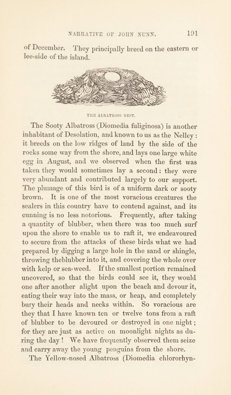 of December. They principally breed on the eastern or lee-side of the island. THE ALBATROSS NEST. The Sooty Albatross (Diomedia fuliginosa) is another inhabitant of Desolation, and known to us as the Nelley : it breeds on the low ridges of land by the side of the rocks some way from the shore, and lays one large white egg in August, and we observed when the first was taken they would sometimes lay a second: they were very abundant and contributed largely to our support. The plumage of this bird is of a uniform dark or sooty brown. It is one of the most voracious creatures the sealers in this country have to contend against, and its cunning is no less notorious. Frequently, after taking a quantity of blubber, when there was too much surf upon the shore to enable us to raft it, we endeavoured to secure from the attacks of these birds what we had prepared by digging a large hole in the sand or shingle, throwing theblubber into it, and covering the whole over with kelp or sea-weed. If the smallest portion remained uncovered, so that the birds could see it, they would one after another alight upon the beach and devour it, eating their way into the mass, or heap, and completely bury their heads and necks within. So voracious are they that I have known ten or twelve tons from a raft of blubber to be devoured or destroyed in one night; for they are just as active on moonlight nights as du¬ ring the day ! We have frequently observed them seize and carry away the young penguins from the shore. The Yellow-nosed Albatross (Diomedia chlororhyn-