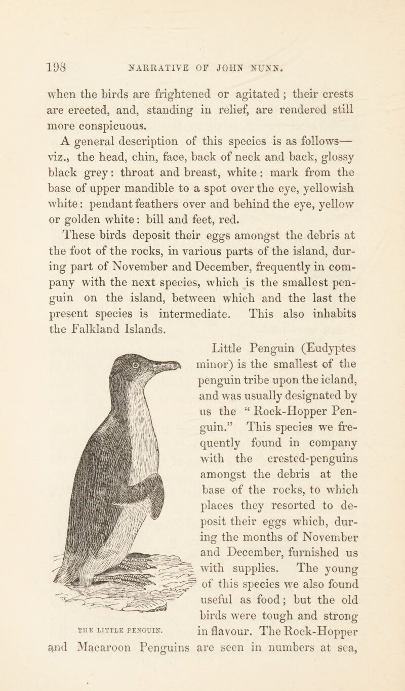 when the birds are frightened or agitated ; their crests are erected, and, standing in relief, are rendered still more conspicuous. A general description of this species is as follows—• viz., the head, chin, face, back of neck and back, glossy black grey: throat and breast, white ; mark from the base of upper mandible to a spot over the eye, yellowish white: pendant feathers over and behind the eye, yellow or golden white: bill and feet, red. These birds deposit their eggs amongst the debris at the foot of the rocks, in various parts of the island, dur¬ ing part of November and December, frequently in com¬ pany with the next species, which is the smallest pen¬ guin on the island, between which and the last the present species is intermediate. This also inhabits the Falkland Islands. Little Penguin (Eudyptes is the smallest of the penguin tribe upon the icland, and was usually designated by us the “ Roek-PIopper Pen¬ guin.” This species we fre¬ quently found in company with the crested-penguins amongst the debris at the base of the rocks, to which places they resorted to de¬ posit their eggs which, dur¬ ing the months of November and December, furnished us with supplies. The young of this species we also found useful as food; but the old birds were tough and strong the little penguin. in flavour. The Rock-Hopper and Macaroon Penguins are seen in numbers at sea,