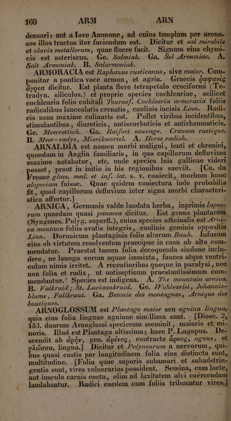 e am densari: aut à love Ammone , ad. cuius templum per areno- sos illos tractus iter faciendum est. Dicitur et saZ mirabile - et clavis metallorum, quae fluere facit. Signum eius chymi- - cis est asteriscus. &amp;àe. Sa/miak. Ga. Se zdrmoniac. A Salt .Armoniak. B. Salarmoniak. Eure M ARMORACIA est ZapAhanus rusticanus, sive maior. Com- 1 onitur a pontica voce armon, et agria. Graecis Qagavig . dgio dicitur. Est planta flore tetrapetalo eruciformi (Te- tradyn. siliculos.) et proprie species cochleariae, scilicet - cochlearia folio cubitali 7ournef. Cochlearia armoracia foliis | radicalibus lanceolatis crenatis, caulinis incisis Zinn. Radi- | cis usus maxime culinaris est. — Pollet viribus incidentibus, - stimulantibus , diureticis, antiscorbuticis et antirheumaticis. ' Ge. JMeerrettich. - Ga. Raifort sauvage. Cranson rustique. 1 B. Meer-radys, Mzerikwortet. A. Horse radish. bei 1 ARNALDIÍA est nomen morbi maligni, lenti et chironicij quondam in. Anglia familiaris, in quo capillorum defluvium : maxime notabatur, etc. unde species luis gallicae videri - Wresne g/oss. med. et inf. lat. S. V. coniecit ,. morbum hunc alopeciam fuisse. Quae quidem coniectura inde probabilis fit, quod capillorum defluyium inter signa morbi characteri-- stica affertur.] ix UU . ARNICA , Germanis valde laudata herba, inprimis /apso-- rum quaedam quasi panacea dicitur. Est genus plantarum. (Syngenes. Polyg. superfl.), cuius species officinalis est 44rz- ca montana foliis ovatis integris, caulinis geminis oppositis . Linn. . Doronicum plantaginis folio alterum Bau. Infusum. eius ob virtutem resolventem praecipue in casu ab alto com- | mendatur. . Praestat tamen folia decoquenda sindone inclu- dere, ne lanugo eorum aquae immixta, fauces atque ventri-. culum nimis irritet. A recentioribus quoque in paralysi , neo non folia et radix, ut antisepticum praestantissimum com: - mendantur.' Species est indigena. A. 7e mountain arnica. B. Zalkruid ; St. Luciaan&amp;ruid. Ge. JWohlverlei, Johannis- blume, PFallkraut. Ga. Betonie des montagnes, -4rnique des. boutiques. | ARNOGLOSSUM est Plantago maior seu agnina lingua, uia eius folia linguae agninae simillima sunt. | [Diosc. 2, 153. duarum Arnoglossi specierum meminit, maioris et;mi- noris. lllud est Plantago altissima; haec P. Lagopus. . De-: scendit ab dz», gen. dgévog, contracte Ggvog, agnus, €t Àdoco, lingua.] Dicitur et PoZyneurum a nervorum qui- us quasi costis per longitudinem. folia eius distincta sunt, gentis sunt, vires vulnerarias possident. Semina, cum lacte, aut iusculo carnis cocta, olim ad laxitatem alvi coércendam Jaudabantur. Radici eaedem cum folis tribuuntur vires.[ i»