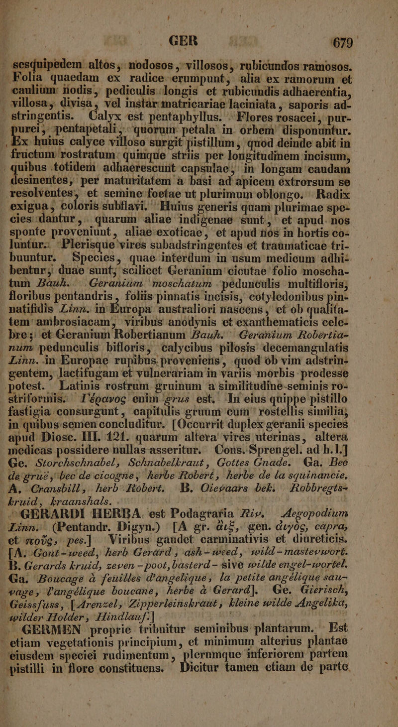 . sesquipedem altos, nodosos, villosos, rubicundos ramosos. - Folia quaedam ex radice. erumpunt, alia ex ramorum et caulium: iiodis, pediculis longis et rubicundis adhaerentia, . villosa, divisa, vel instàr matricariae laciniata , saporis: ad- . Stringentis. Calyx est pentaphyllus. . Flores rosacei, pur- purei ,' pentapetali ,.. quorum: petala. in. orbem' disponuntur. , Ex huius calyce villoso surgit pistillum , quod deinde abit in fructum. rostratum: quique striis per longitudmem incisum, . quibus totidem adhaerescunt capsulae; in longam caudam . desinentes, per maturitatem à: basi ad apicem extrorsum se resolventes, et semine foetae ut plurimum oblongo. . Radix exigua, coloris subflavi. Huius generis quam plurimae spe- . cies'dantur,. quarum aliae indigenae sunt, et apud. nos sponte proveniunt, aliae exoticae, et apud nos in hortis co- luntur-. Plerisque vires subadstringentes et traumaticae tri- buuntur. Species, quae interdum in usum medicum adhi- - bentur; duae sunt, scilicet Geranium eicutae folio moscha- | tum Zauh. Geranium moschatum . pedunculis multifloris; floribus pentandris , foliis pinnatis incisis, cotyledonibus pin- natifidis Linz. in Europa australiori nascens ,' et ob qualifa- tem ambrosiacam;, viribus anodynis et exanthematicis cele- - bre;; et Geranium Robertianum Bauk. ^ Geranium Robertia- num pedunculis bifloris, calycibus pilosis decemangulatis . Linn. in Europae rupibus proveniens, quod ob vim adstrin- gentem, lactifugam et vulnerariam in variis morbis prodesse potest. Latinis rostrum. gruinum a similitudine-seminis ro- striformis, 'égavog enim srus est, n eius quippe pistillo fastigia: consurgunt, capitulis gruam cuin ' rostellis similiá; . jn quibus.semen concluditur. [Occurrit duplex geranii species apud Diosc. IIT. 121. quarum altera vires uterinas, altera medicas possidere nullas asseritur. Cons. Sprengel. ad h.1.] Ge. Storchschnabel, Schnabelbraut, Gottes Gnade. a. Beo | de gru bec de cicogne, herbe Robert , herbe de la squinancie, A, Cransbill, herb Robert, |.D. Ozegaars bekb. | Robbregts- bruid, kraanshals. . | | GERARDI HERBA. est Podagtafia Zi», —egopodium Zinn. (Pentandr. Digyn.) [A gr. &amp;:Z, gen. duyóc, capra, .et mo)g, pes] Viribus gaudet carminativis et diureticis. [Ai Gont - »eed, herb Gerard , ash — weed, soild - mastevwort. B. Gerards kruid, zeven - poot,basterd - sive zez/de engel-wortel. Ga. Boucageé à feuilles d'angelique, la petite angélique sau- vase, Cangélique boucane, hérbe à Gerard]. Ge. Gierisch, | Geissfuss, [-4renzel, Zipperleinsbraut , kleine wilde Angelika, zpilder Holder , -Hindlauf:] um AR - GERMEN proprie tribuitur seminibus plantarum. - Est ' etiam vegetationis principium, et minimum alterius plantae eiusdem speciei rudimentum , he inferiorem partem pistilli in flore constituens. Dicitur tamen etiam de parte. ha