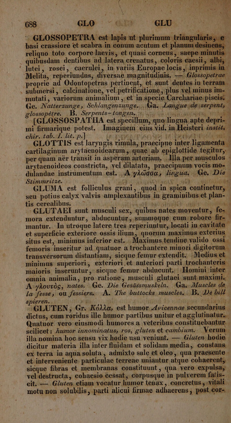 : *« P ja x ; 098 - -—- GLO ^- 5 GLU ^ GLOSSOPETRA est lapis ut plurimum triangulàris basi crassiore et scabra in conum acutum et planum d reliquo toto corporelaeyis, et quasi corneus, saepe minutis - quibusdam dentibus ad latera crenatus , coloris caesii, albi, | ljutei, rosei, caerulei, in variis Europae locis, inprimis in | Melita, reperiundus, diversae magnitudinis, —..G/ossopetrae proprie ad Odontopetras pertinent, et sunt dentes in terram submersi, calcinatione, vel petrificatione, plus vel minus im- - mutati, variorum animalium ,:et in specie Carchariae.piseis: | Ge. Natterzunge ; [OP RAO ae -Langue de ;serpent;  slossopétre. B. Serpents-tongen. 5 45 eS -[GLOSSOSPATHA est specillum, quo lingua apte depri-- mi firmarique potest, Imaginem. eius vid. in.Heisteri znstit, chir. tab. 4. lit. p.] PUaWwWBT6eoqa Vi TeawuWptot wi GLOT'TIS est laryngis rimula, praecipue inter ligamenta cartilaginum arytaenoidearum ,, quae: ab epiglottide tegitur, : per quam aér transit in asperam arteriam. ...llla.per musculos - arytaenoideos constricta, vel dilatata, praecipuum vocis mo- dulandae instrumentum .est. ..À yAda0o, Jngua, Ge. Die Stimmritze. COO o EVEN aX P du sti fides GLUMA est folliculus grani, quod in spica continetur, seu potius calyx valvis amplexantibus in graminibus et plan- tis cerealibus. |. dit d iva apisad Abd Cb qu HE OR GLUTAEI sunt musculi sex, quibus nates moventur, fe-. mora extenduntur, abducuntur, summoque cum.robore fir- | mantur.. In utroque latere tres reperiuntur, locati in eavitate  et superficie exteriore ossis ilium, quorum maximus exterius. situs est, minimus inferior est. . Maximus.tendine valido ossi. femoris inseritur ad quatuor a trochantere minori digitorum . transversorum distantiam, sicque femur extendit. Medius et minimus superiori, exteriori,et anteriori parti trochanteris maioris. inseruntur ,: sicque femur: abducunt. | Homini inter omnia animalia, pro ratione, musculi glutaei sunt maximi. A: yÀovvOgG, nates. |. Qe. Die Gesüssmuskeln. 4a, ]Muscles de la fesse, ou fessiers.. A. The buttocks muscles. ..B. De bill spieren. . y; jac | | NT ya: ed bun Tür SGLUTEN, Gr. K0AAe, est humor z4vicennae secundarius dictus, cum roridus ille humor partibus unitur et agglutinatur.. Quatuor vero eiusmodi humores a veteribus constituebantur. . scilicet: Aumor innominatus, ros, gluten et cambium.. Verum: illa nomina hoc sensu vix hodie usu veniunt. — Guten. hodie dicitur materia illa inter fluidam et solidam media, constans. ex terrà in aqua soluta , admixto sale et oleo, qua praesente . et interveniente. particulae terreae uniantur atque cohaerent, sicque fibras e£ membranas constituunt, qua vero expulsa, vel destructa, cohaesio €essat, corpusque in pulverem fatis- cit. — Guten, etiam vocatur humor tenax , . concretus , vitali - motu non solubilis, parti alicui firmae adhaerens, post cor- AY? 1 d v » ^ X