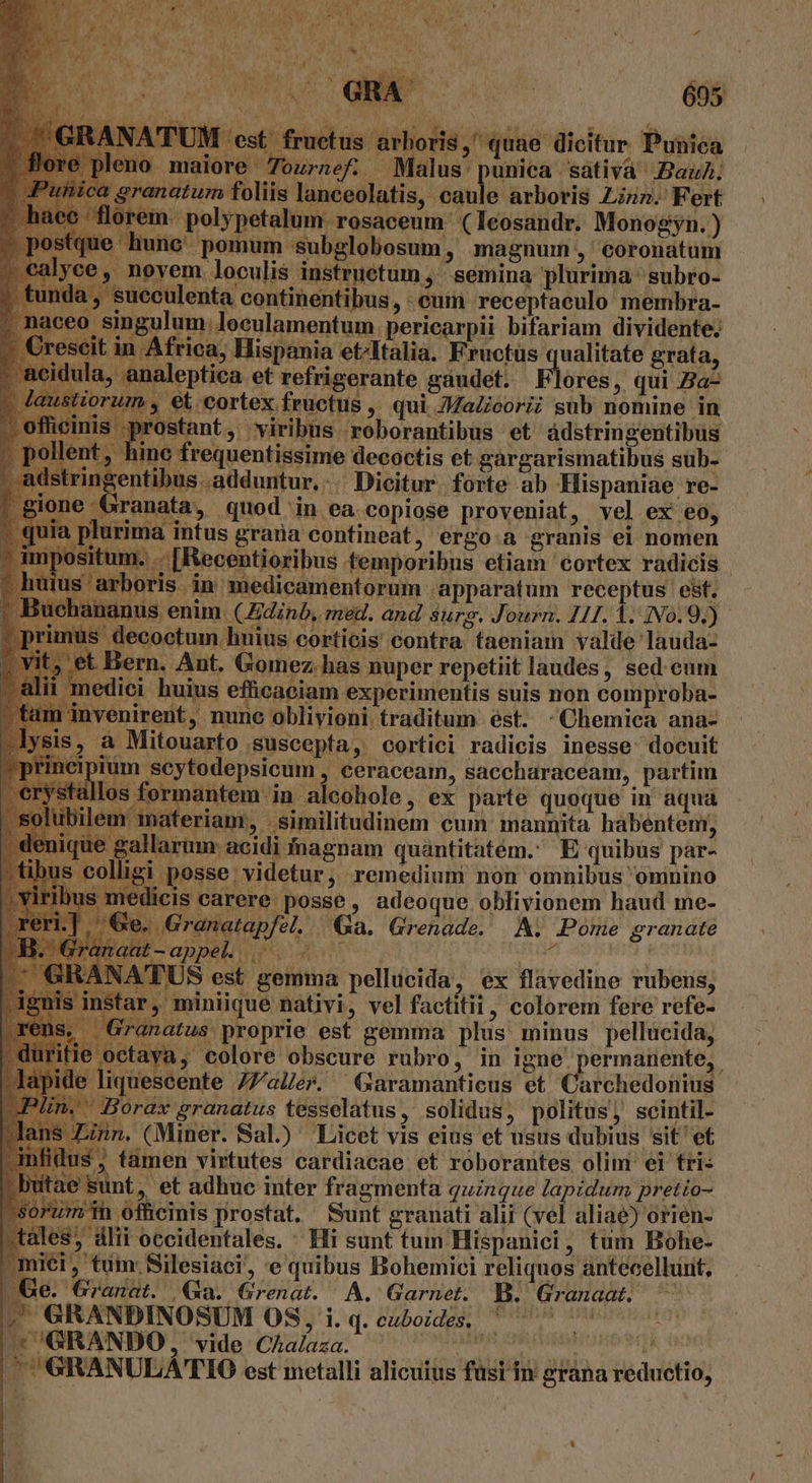 cortex fructus ,. qui ZZadieoriz sub nomine in stant, viribus reborantibus et ádstringentibus c frequentissime decoctis et gargarismatibus sub- tringentibus adduntur... Dicitur. forte ab Hispaniae re- one Granata, quod in ea copiose proveniat, vel ex eo, uia plurima intus grana contineat, ergo.a granis ei nomen DOSI ecentioribus temporibus etiam cortex radicis | 'boris in medicamentorum .apparatum receptus e&amp;t. us enim. (Adinb, med. and sure. Journ. 211. À. 1N0.9.) - octum. huius corticis contra taeniam valde lauda- rn. Ant. Gomez has nuper repetiit laudes, sed eum ci huius efficaciam experimentis suis non comproba- invenirent, nunc oblivioni traditum est. :Chemica ana- s, à Mitouarto suscepta, cortici radicis inesse docuit cipium scytodepsicum , ceraceam, saccharaceam, partim /s formantem in aleohole, ex parte quoque in aqua similitudinem cum: mannita habentem, larum: acidi fnagnam quantitatem. E quibus par- | posse videtur, remedium non omnibus omnino ledicis carere posse, adeoque oblivionem haud me- x ipfel. €&amp;a. Grenade. Ai; Pome granaté BAT ue. AC : UM TUS est gemma pellucida, ex flavedine rubens; Sfar, miniique nativi, vel factitii, colorem fere refe- | Granatus proprie est gemma plus' minus pellucida, : ya, colore obscure rubro, in igne permanente, quescente 77aUer. ^ Garamanticus et Coichiédofd orax granatus tesselatus, solidus, politus; scintil- n. (Miner. Sal.) Licet vis eius et usus dubius sit et Amfidus, tamen virtutes cardiacae et roborantes olim ei tri: tae sunt, et adhue inter fragmenta quinque lapidum pretio- orum n officinis prostat. Sunt granati alii (vel aliae) orien- iles, dlii occidentales. ^ Hi sunt tum Hispanici, tum Bohe- iei, tum. Silesiaci, e quibus Bohemici reliquos antecellunt, Ge. Granat. Ga. Grenat. A. Garnet. B. Granaat, ^ , GRANDINOSUM OS,i.q.cuboides, ' ^ 77 | GRANULATTIO est metalli alicuius füst in grana reductio,