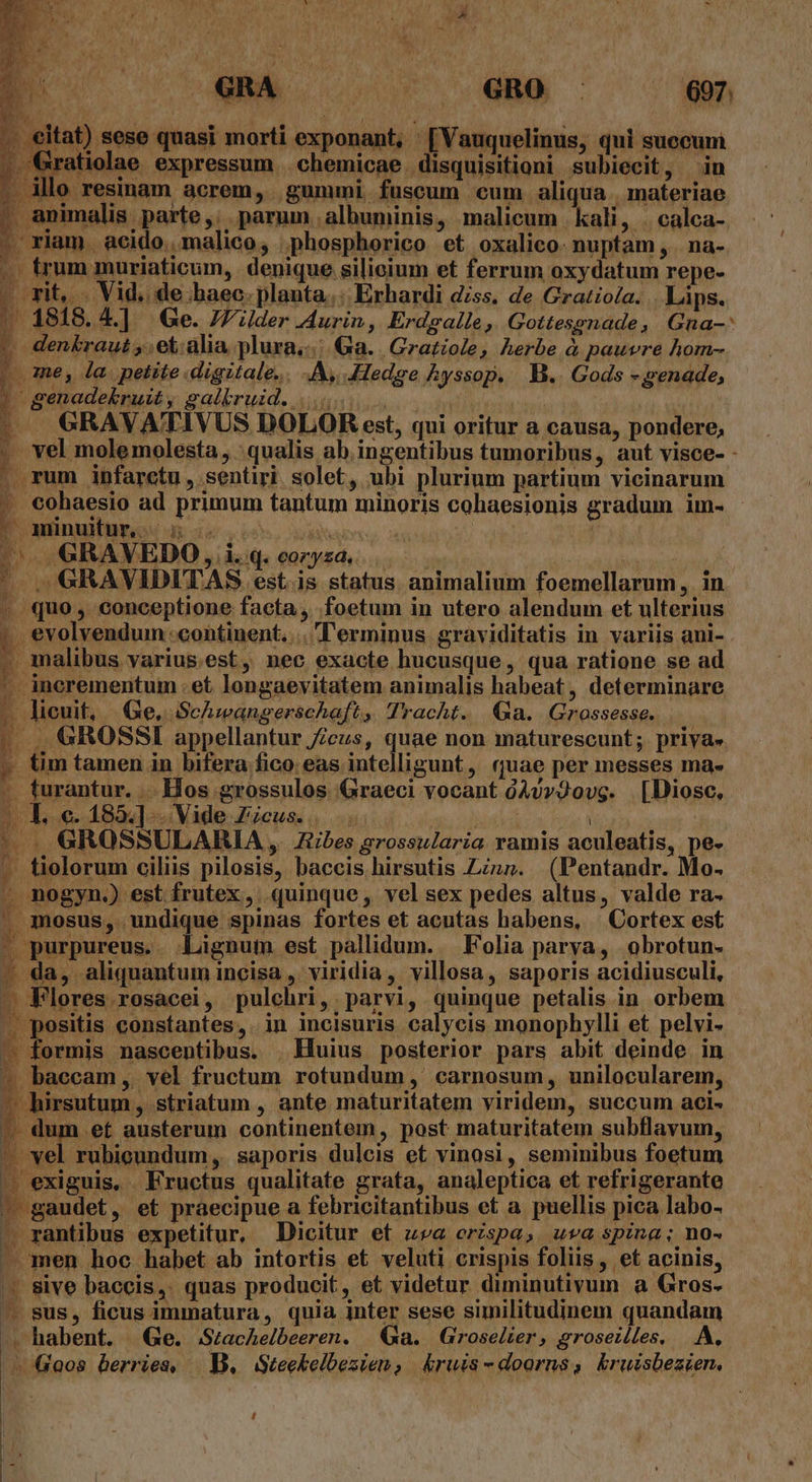 €itat) sese quasi morti exponant, [Vauquelinus, qui succum Gratiolae expressum .chemicae disquisitioni subiecit, in . illo resinam acrem, gummi fuscum cum aliqua materiae , animalis parte ; parum .albuminis, malicum | kali, | calca- | münuitur 5 0 PONE ^ GRAYEDO, iqeeysn 0 | r - GRAVIDITAS est.is status animalium foemellarum, in » quo, conceptione faeta , foetum in utero alendum et ulterius L evolvendum continent... 'erminus graviditatis in variis ani- E malibus varius.est, nec exacte hucusque, qua ratione se ad |. incrementum . et longaevitatem animalis habeat, determinare - licuit, | Ge, ScAwangerschaft, Tracht. Ga. Grossesse. |... GROSSI appellantur cus, quae non maturescunt; priya- » tim tamen in bifera fico eas intelligunt, ruae per messes ma- - furantur. . Hos grossulos Graeci vocant 04v»2ovg. . [Diosc, | 1..e.185.] . Vide Zicus... j | ^ GROSSULARIA ,. Zbes grossularia ramis aculeatis, pe» - - tiolorum ciliis pilosis, baccis hirsutis Lin». (Pentandr. Mo- . nogyn.) est frutex, quinque, vel sex pedes altus, valde ra. . mosus, undique spinas fortes et acutas habens, | Cortex est | purpureus. - Lignum est pallidum. | Folia parva, obrotun- - da, aliquantum incisa , viridia, villosa, saporis acidiusculi, — Flores rosacei, pulchri, parvi, quinque petalis in orbem | positis constantes, in incisuris calycis monophylli et pelvi- - formis nascentibus. . Huius posterior pars abit deinde in «. baccam, vel fructum rotundum, carnosum, unilocularem, puso, striatum , ante maturitatem viridem, succum aci- -. dum ef austerum continentem, post maturitatem subflavum, - vel rubicundum ,. saporis dulcis et vinosi, seminibus foetum —. exiguis, Fructus qualitate grata, analeptica et refrigerante - gaudet, et praecipue a febricitantibus et a puellis pica labo- —. rantibus expetitur, Dicitur et za crspa, uva spina; no- men hoc habet ab intortis et veluti crispis foliis, et acinis, | sive baccis, quas producit, et videtur diminutivum a Gros. —— sus, ficus immatura, quia inter sese similitudinem quandam habent. Ge. .Stacheibeeren. | &amp;Xa. Groselier, groseilles. . A, Goos berries, | B. Steekelbezien, &amp;ruis-doarns, kruisbezien. |