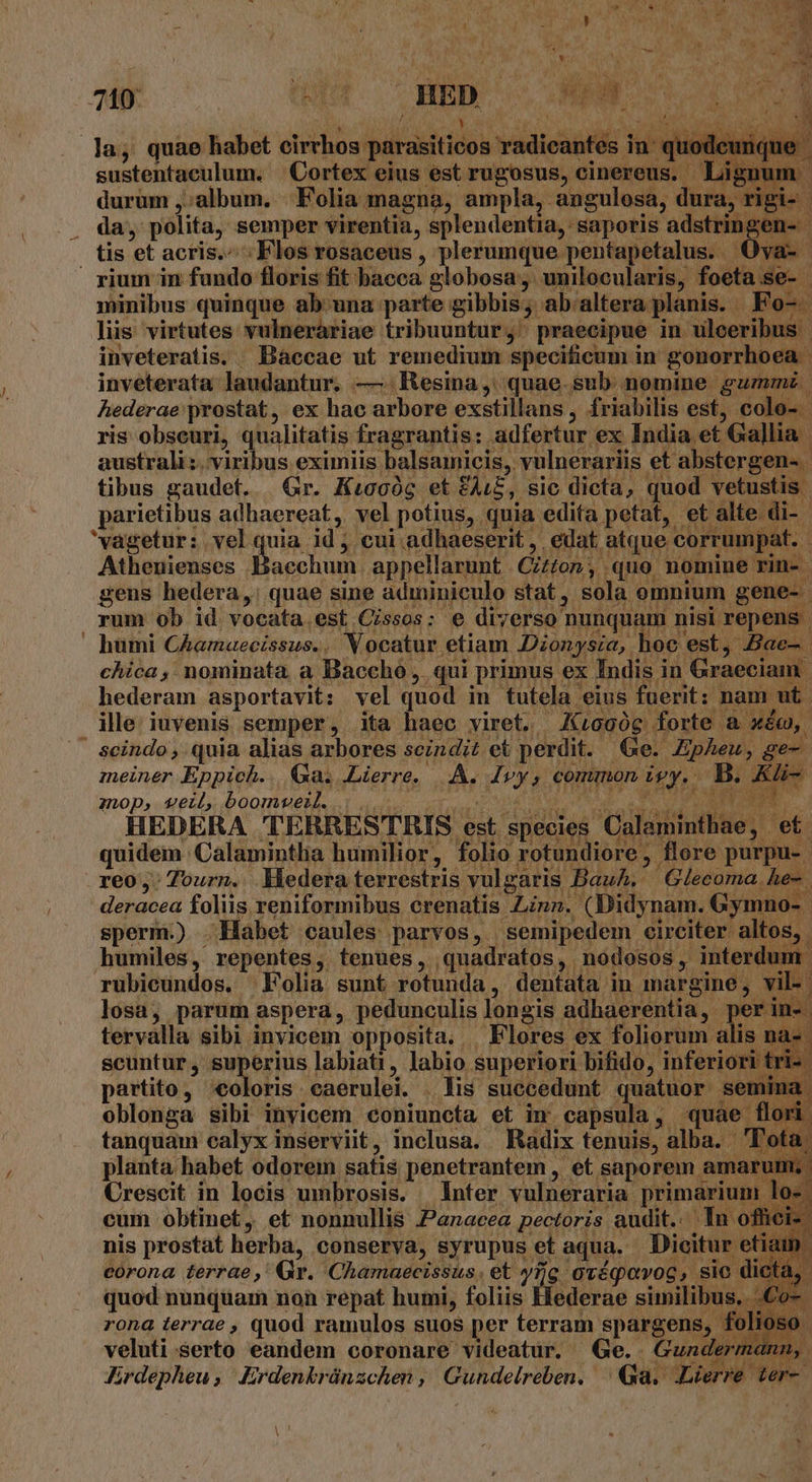 la, quae habet cisco — ins | sustentaculum. Cortex eius est rugosus, cinereus. : | durum ,;album. Folia magna, ampla, angulosa, dura, rigi-- da, polita, semper virentia, splendentia, saporis adstringen- | tis et acris. . Flos rosaceus , plerumque pentapetalus. Ova-- rium in fundo floris fit bacca globosa, unilocularis, foeta se- minibus quinque ab'una parte gibbis;. ab. altera planis. Fo-. liis virtutes vulnerariae tribuuntur ;' praecipue in ulceribus. inveteratis. Baccae ut remedium specificum i in gonorrhoea. inveterata laudantur. —. Resina, quae sub nomine gummz. hederae prostat, ex hac arbore exstillans , friabilis est, colo- | ris obscuri, qualitatis fragrantis: adfertur ex India et Gallia australi :. viribus eximiis balsamicis, vulnerariis et abstergen-. tibus gaudet... Gr. Kiecóc et &amp;ALE  sic dicta, quod. vetustis. parietibus adhaereat, vel potius, quia edita petat, et alte di-. vagetur: vel quia id. cui adhaeserit ,. edat atque corrumpat. Athenienses iu appellarunt . Citton , . quo nomine rin-. gens hedera, quae sine adminiculo stat ,. sola omnium gene- rum ob id vocata est Cissos; e diverso? nunquam nisi repens humi Chamaecissus.. Vocatur etiam Dionysia, hoc est, Bae- chica, nominata a Baccho , qui primus ex Indis i in Graeciam. hederam asportavit: vel quod in tutela eius fuerit; nam out ille: iuvenis semper, ita haec viret. Kuiooóc. forte &amp; xém, - scindo , quia alias arbores seindi£ et perdit. Ge. Zpheu, ge- meiner Eppich. Qa. Lierre, A. [ys common Uy. B. ad mop, veil, boomwveW.. L2 HEDERA TE RRESTRIS est species Gilitathtie, M quidem: 'Calamintha humilior ,. folio rotundiore ,. flore purpu-. reo ;: Zourn. . Hedera terrestris vulgaris Bauh. Glecoma. he-. deracea foliis reniformibus crenatis Zznn. (Didynam. Gymno-- sperm.) . Habet caules parvos, semipedem circiter. altos, humiles, repentes , tenues, .quadratos, nodosos, interdum m um rübicundos. Folia sunt. rotunda , dentata in 1argine , vil- losa, parum aspera, pedunculis longis adhaerentia, per n. tervalla sibi invicem opposita. F lores ex foliorum alis na-. scuntur , superius labiati , Jabio superiori bifido, inferiori tri-- partito, coloris eaerulei. . lis succedunt quatuor semi | oblonga sibi inyicem coniuncta et in wg quae. tanquam calyx inserviit, inclusa. Radix tenuis, alba. - Te planta habet odorem safis penetrantem , et saporem amarum * Crescit in locis umbrosis. — Inter vulneraria primarium lo- cum obtinet, et nonnullis Panacea pectoris audit. In offici». nis prostat herba, conserva, syrupus et aqua. Dicitur. etiain eórona Zerrae Gr. Chamaecissus. et. yng erégavoc, nu dic tá, quod nunquam non repat humi, foliis Diorüe similibus, .Co-. rona terrae , quod ramulos suos per terram spargens, foli ioso veluti serto eandem coronare videatur. Ge.. Gunde rmann, Frdepheu , Erdenkrünachen ,' Gundelreben. Qa. Lierre ae