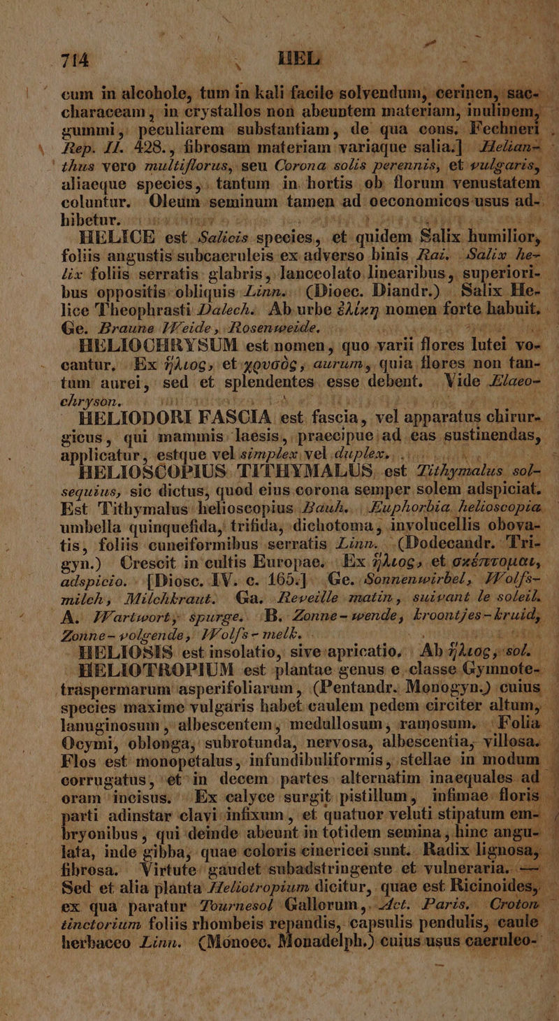 cum in alcohole, tum in kali facile solvendum, «cerinen, . e. e E characeam, in crystallos non abeuntem materiam, inulinem, n. gummi, peculiarem substantiam, de qua cons, Fechneri Rep. I4. 428., fibrosam materiam variaque salia.] Helian- - thus vero multiflorus, seu Corona solis perennis, e&amp; vulgaris, . aliaeque species,. tantum in. hortis ob florum venustatem . coluntur. Oleum seminum famen ad oeconomicos-usus ad-. hibetur. d AREE EAERÀE. f à MM. [| qaitied 4d i ; P HELICE est. SaZieis species, et quidem Salix humilior, foliis angustis subcaeruleis ex adverso binis Zaz. Sav he- lix foliis serratis: glabris, lanceolato linearibus, superiori- bus oppositis. obliquis Linn... (Dioec. Diandr.) Salix He- lice I'heophrasti 2a/ech.. Ab. urbe 2A/x5 nomen forte habuit, Ge. Braune JJ eide ,.osenseezde. MOT UEG UTE M HELIOCHRYSUM est nomen, quo varii flores lutei vo- cantur, Ex A109, et yovoOg, aurum; quia flores non tan- tum aurei, sed et splendentes esse debent. Vide .Z/aeo- chryson. nuiltdidizar ial RVIBTRESNSS d A CAM J HELIODORI FASOIA est. fascia, vel apparatus chirur- | gicus, qui mammis laesis,. praecipue ad eas sustinendas, 3 HELIOSCOPIUS TITHYMALUS. est Zi:hymalus sol- sequius, sie dictus, quod eius.corona semper solem adspiciat, | Est Tithymalus helioscopius. ZauA...| .EKuphorbia. helioscopia.. umbella quinquefida, trifida, dichotoma , involucellis obova- tis, foliis cuneiformibus serratis Linz. .(Dodecandr. 'Tri- gyn.) Crescit in cultis Europae. |. Ex 1)jÀtog » et oxémvopua, adspicio. - [Diosc. EV. c. 165.] Ge. .Sonnensirbel, IV olfs- milch, Milchbraut. Qa. Aeveille zatin, suivant le sodeid. Zonne- volsende, IJ/olfs - melk. i^g vigo tdt ds HELIOSIS est insolatio, sive:apricatio, Ab 740g, so. — HELIOTROPIUM est plantae genus e.classe Gyimnote- tráspermarum asperifoliarum , (Pentandr. Monogyn.) cuius species maxime vulgaris habet. caulem pedem circiter altum, . lanuginosum , albescentem, medullosum , ramosum. Folia | hl Ocymi, oblonga, subrotunda, nervosa, albescentia, villosa. ' Flos est monopetalus, infundibuliformis , stellae in modum D corrugatus, et'in decem. partes. alternatim inaequales ad E oram incisus. Ex calyce surgit pistillum, infimae floris arti. adinstar clayi infixum , et quatuor veluti stipatum em- | ; bryonibus, qui deinde abeunt in totidem semina , hine angu- | lata, inde gibba; quae coloris cinericei sunt. Radix lignosa, fibrosa. Virtute. gaudet subadstringente et vulneraria. — Sed et alia planta ZZe/iotropium dicitur, quae est Ricinoides, ' ex qua paratur Z7ozrneso| Gallorum, 44et. Paris, Crotom - herbaceo Lins. (Moónoec. Monadelph.) cuius usus caeruleo- | ^. (Mónoe p aerule c-