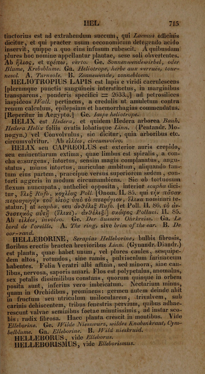 D. i oco ME 2) NIA. -€ Van ! j -tinctorius est ad extrahendum suecubi, qui Zecmzs offeinis di iti r, et qui praeter usum oeconomicum detegendo acido: | inservit, quippe a quo eius infusum rubescit. . .&amp; quibusdam: plures hoc nomine appellantur plantae, sese soli obvertentes. Ab 7ALog, et cgémw , verto Ge, Sonnenwendewirbel , oder. -Blume, Krebsblume. Ga. Heliotrope, herbe aux werrues, tour- »nesol A. Turnsole, Wl. Zonnewende, sonnebloem. |  AHELIOTROPIUS LAPIS est lapis e viridi caerulescens - [plerumque punetis sanguineis interstinctus, in marginibus transparens , ponderis specifici — 2633.,] ad petrosilices: . jaspideos 77a//. pertinéns, a credulis ut amuletum contra. - renum calculum, epilepsiam et haemorrhagias commendatus. . [Reperitur in Aegypto.] ^ Ge. Zaspe heotrope.. ^... 7 | HELIX est Zedera, et quidem Hedera arborea Zauh, | Hedera Helix foliis ovatis lobatisque Zinn. : (Pentandr. Mo- . nogyn.) vel Convolvulus, sic dicitur, quia arboribus etc. ' eireumvolvitur. Ab eiAéc , cireumwolvo. 5 0050s i ^ .MELIX seu CAPREOLUS est exterior auris crepido, ' seu eminentiarum extima, quae limbus est spiralis a. con- - cha exsurgens, intortus, sensim magis complanatus,, angu- status, minus intortus, auriculae ambitum , aliquando tan-- | tum eius partem, praecipue versus superiorem sedem , :pon- . torti aggeris in modum circumambiens. / Sic ob tortuosum - flexum nuncupata , anthelici opposita ;'interiot scapAa dici-: tur, EAE Rufo, xoyMag Poll. [Ünom. lI..85.. qui «7v zdoav - stéQuoyoy1)v toU (0c0g UrtÓ TO Ttv6QU/LOV y FAvxot nominari te- - statur.] at scapha, seu d»9éAI&amp; Rufo. [et Poll. HI. 66, có av- | QeorQxóg «vvy (EAuxt), dv9éAiS. ] oxdqoc Polluci. 1f. 85. Y Ab eiAéo, involvo. Qe. Der .Gussere Ohrkreiss. .. Ga. Le - bord de l'oreille. A. The ring, sive brim of the-ear. - B. De ji o0r- ran d. x - HELLEBORINE, Serapias- Helleborine;: bulbis fibrosis, -. floribus erectis bractea brevioribus zin. (Gynandr. Diandr.) . est planta, quae babet unum, vel plures caules ;. sesquipe- / . dem altós, rotundos, sine ramis, pulvisculum farinaceum - » i - habentes. Folia Veratri albi affinia, sed minora, sine cau- - libus, nervosa, sap oris amari. Flos est polypetalus, anomalus, . sex petalis dissimilibus constans, quorum quinque in orbem | posita sunt, inferius vero- imbricatum, Nectarium minus, ^ quam in Orchidibus, prommens: germen autem: deinde abit - in fructum seu utriculum unilocularem ; .-trivalvem, sub ;arinis dehiscentem, tribus fenestris pervium, quibus adhae-. - rescunt valvae seminibus foetae minutissimis ,' ad instar sco- ^ Bis: radix fibrosa. Haec planta crescit in montibus. . Vide Eileborine. Qe. Jf'ilde Niesswurz, wildes Knaberkraut, Cym- - belblume, Ga. Elleborine. B. JFild. nieskruid, 5.000000 — »HELLEBORUS vide JEJlebonusi si Hr S d — HELLEBORISMUS, vide E/eborismus. . - A MN i '* H Kei 35x