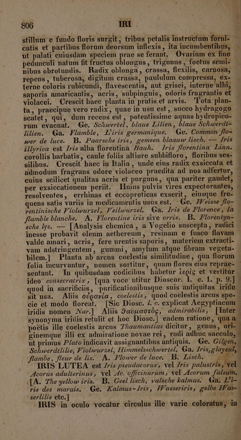 S06 . [RI catis et partibus florum deorsum inflexis , ita incumbentibus, üt palati cuiusdam speciei prae se ferant. Ovarium ex fine nibus obrotundis. Radix oblonga, crassa, flexilis, carnosa, repens, tuberosa, digitum crassa, paululum compressa, ex- terne coloris rubicundi, flavescentis, aut grisei, interne albi, saporis amaricantis, acris, subpinguis, odoris fragrantis et ta, praecipue vero radix, quae in usu est, succo hydragogo scatet, qui, dum recens est, potentissime aquas hydropico- rum evacuat. Ge. Scwertel, blaue Lilien, blaue Schmerdt- wer de luce. B. Paarsche iris, gemeen blaausw lisch. — ris illyrica est Iris alba florentina JauA. Jris florentina Linn. corollis barbatis, caule foliis altiore subbifloro , floribus ses- silibus. Crescit haec in Italia, unde eius radix exsiccata et cuius scilicet qualitas acris et purgans, qua pariter gaudet, rentinische Fioleurzel, Feileurzel. (Ga. Iris de Florence , la inesse probavit oleum aethereum, resimnam e fusco flavam valde amari, acris, fere urentis saporis, materiem extracti- vam adstringentem , gummi, amylum atque fibram vegeta- bilem.] Planta ab arcus coelestis similitudine, qua florum cie et modo floreat. [Sic Diosc. 7. c. explicat Aegyptiacum iridis nomen JNar.] Aliis 9avueozóg, admirabilis, [Inter 4r 73 3 Jlambe, fleur de lis. A. Flower de luce. B. Lisch. p^ ' serlilie etc.] r 