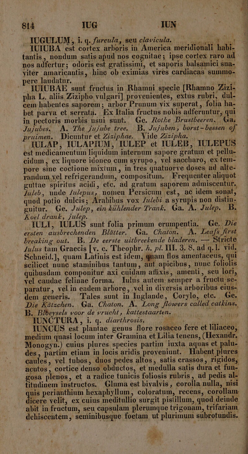 IUGULUM , i.q. /urcula, seu clavicula. |... ut . IUIUBA est cortex arboris in. America meridionali habi- tantis, nondum satis apud nos cognitae; ipse cortex raro ad nos adfertur; odoris est gratissimi, et saporis balsamici sua- viter amaricantis, hine ob eximias vires cardiacas summo- ere laudatur. | flog xg .IUICBAE sunt fructus in Rhamni specie [Rhamno Zizi- pha L. aliis Zizipho vulgari] provenientes, extus rubri, dul- cem habentes saporem ; arbor Prunum vix superat , folia ha- bet parva et serrata. Ex Italia fructus nobis adferuntur, qui in pectoris morbis usui sunt. Ge. Zo/Ae Brustbeeren. | &amp;xa; Jujubes. A. The jujube tree. Y. Jujuben, borst - bessen. of ruimen. Dicuntur et Ziziphae. Wide Zizipha. |. . ^ IULAP, IULAPIUM, IULEP et IULEB, IULEPUS est medicamentum liquidum internum sapore gratum et pellu- cidum, ex liquore idoneo cum syrupo, vel saccharo, ex tem- pore sine coctione mixtum, in tres quatuorve doses ad alte- randum, vel refrigerandum, compositum. Frequenter aliquot guttae spiritus acidi, ete, ad gratum saporem admiscentur. Juleb, unde Julepus, nomen Persicum est, ac idem sonat, quod potio dulcis; Arabibus vox Zu/ebi a syrupis non distin- guitur. Ge. Julep, ein &amp;ilender Trank. Ga. A. Julep, B. Koel drank, julep. | xs eu JULI, IULUS sunt folia primum erumpentia. Ge. Die ersten | ausbrechenden | Blütter. Ga. Chaton. |. À. Leafs first, breabing out. MD. De eerste uitbreekende bladeren. — BStricte Aulus tam Graecis |v. c. Theophr. 4. p. HI. 3. 8. ad q.1. vid. - Schneid.], quam Latinis est idem, qnam flos amentaceus, qui - scilicet nunc staminibus tantum, aut apicibus, nunc foliolis quibusdam componitur axi cuidam afüxis, amenti, seu lori, vel caudae felinae forma. Iulus autem: semper a fructu;se- paratur, velin eadem arbore , vel in diversis arboribus eius- dem generis. Tales sunt in luglande, Corylo, etc. Ge. Die Kátzchen. Gà. Chaton. A. Long flowers called catkins. B. Bibeysels voor de vrucht, kattestaarten. IUNCTURA , l1. q. diarthrosis, A Be cien . JUNCUS est plantae genus flore rosaceo fere et liliaceo, medium quasi locum inter Gramina et Lilia tenens, (Hexandr. - Monogyn.) cuius plures species partim iuxta aquas et palu- des, partim etiam in locis aridis proveniunt. Habent plures caules, vel tubos, duos pedes altos, satis crassos, rigidos, acutos, cortice denso obductos, et medulla satis dura et fun-. gosa plenos, et a radice tunicis foliosis rubris, ad pedis al- titudinem instructos. Gluma est bivalvis, corolla nulla, nisi quis perianthium hexaphyllum, coloratum, recens, corollam: dicere velit, ex cuius meditullio surgit pistillum, quod deinde abit in fractum, seu capsulam plerumque trigonam, trifariam dehiscentem , seminibusque foetam ut plurimum subrotundis. . ^