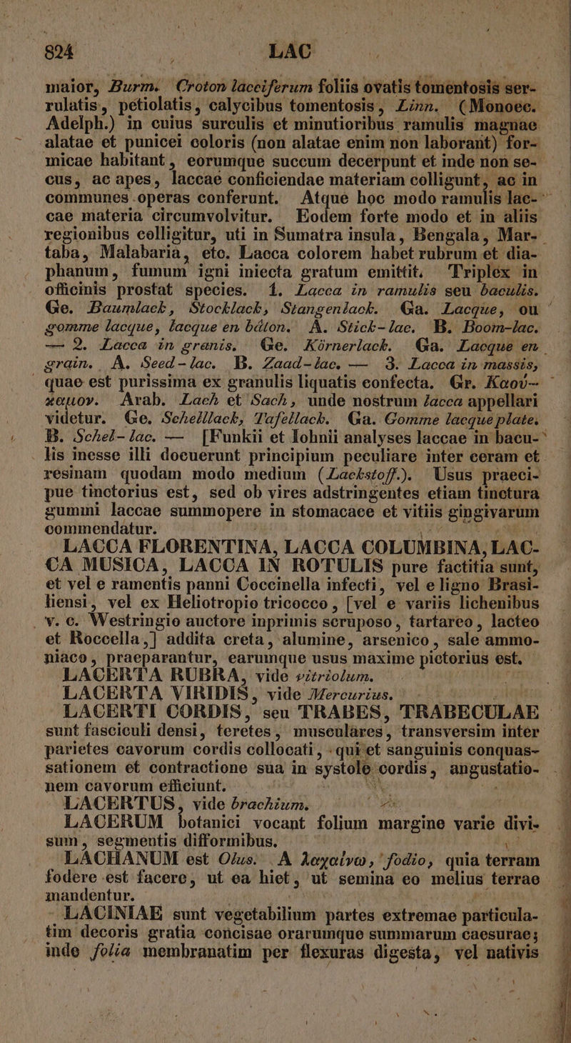 ho Re | LAC maior, Burm. Croton laceiferum foliis ovatis tomentosis ser-- rulatis, petiolatis, calycibus tomentosis, LLi»». (Monoee. alatae et punicei coloris (non alatae enim non laborant) for- micae habitant , eorumque succum decerpunt et inde non se- cus, ae apes, laccae conficiendae materiam colligunt, ac in cae materia circumvolvitur. Eodem forte modo et in aliis regionibus colligitur, uti in Sumatra insula, Bengala, Mar- taba, Malabaria, ete. Lacca colorem habet rubrum et dia- phanum, fumum igni iniecta gratum emittit, 'Priplex in ofücinis prostat species. 1. Zacca in ramulis seu baculis. gomme lacque, lacque en báton, |. A. Stick- lae. B. Boom-/ac. — 2. Lacca in granis. Ge. Kórnerlack. Ga. Lacque en grain. | A. Seed - lac. B. Zaad-iae. — | 9. Lacca in massis, «euov. Arab. Lach et Sach, unde nostrum /acca appellari videtur. Ge. SeAhelllacb, Tafellacb. Ga. Gomme lacque plate. B. ScAel-lac. — [Funkii et Iohnii analyses laccae in bacu- ^ . lis inesse illi docuerunt principium peculiare inter ceram et . resinam quodam modo medium (.Lackszofl). Usus praeci- pue tinctorius est, sed ob vires adstringentes etiam tinctura gummi laccae summopere in stomacace et vitiis gingivarum commendatur. HARÁ (OUI e ibd, —» LAC€€A FLORENTINA, LACCA COLUMBINA, LAC- €A MUSICA, LACCA IN ROTULIS pure factitia sunt, et vel e ramentis panni Coccinella infecti, vel e ligno Brasi- liensi, vel ex Heliotropio tricocco , [vel e variis lichenibus . V. €. Westringio auctore inprimis scruposo, tartareo , lacteo et Roccella,] addita creta, alumine, arsenico , sale ammo- niaco, praeparantur, earumque usus maxime pietorius est. LACERTA RUBRA, vide vztrzolurm. H LACERTA VIRIDIS, vide Mercurius. parietes cavorum cordis collocati , - qui et sanguinis conquas- sationem et contractione sua in systolé cordis, angustatio- nem cavorum effieiunt. - LACERTUS, vide órachium. | ^ ^ sum, segmentis difformibus. LACHANUM est O/us. . A Aeyolvo, fodio, quia terram iandentur. | ! | ! : - LACINIAE sunt vegetabilium partes extremae particula- tim decoris gratia concisae orarumque summarum caesurae; inde /fo//ae membranatim per flexuras digesta, vel nativis
