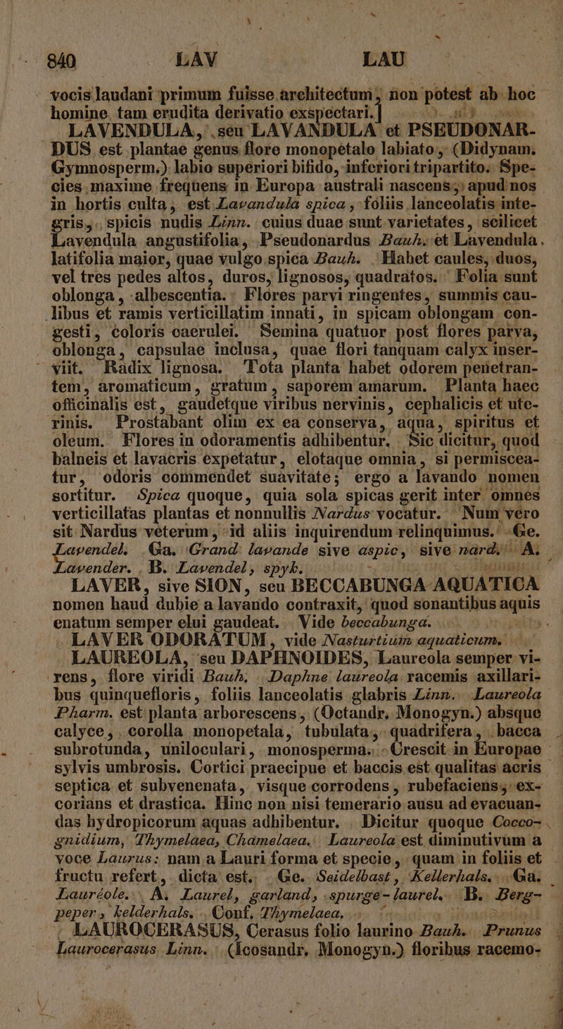 - vocis Jaudani primum fuisse.architectumi, non potest. là hioc homine. tam erudita derivatio exspectari. . LAVENDULA, .seun LAVANDULA et PSEUDONAR- DUS est plantae genus flore monopetalo labiato ;- (Didynam, in hortis culta, est.Lavandula spica , foliis. lanceolatis inte- &amp;ris,. spicis nudis Zn». cuius duae sunt varietates, seilicet latifolia maior, quae vulgo.spica .BauA. . Hahet caules, duos, vel tres pedes altos, duros, lignosos, quadratos. ' Folia sunt oblonga, albescentia. Flores parvi ringentes, summis cau- libus et ramis verticillatim innati, in spicam oblongam. con- gesti, coloris oaerulei. Semina quatuor. post flores parva, . oblonga, capsulae inclusa, quae flori tanquam calyx inser- ^ viit. Radix lignosa. Tota planta habet odorem penetran- tem, aromaticum, gratum , saporem amarum. Planta haec ofücinalis est, gaudetque viribus nervinis cephalicis « et ute- rinis. Prostabant olim ex ea conserva, aqua, spiritus ef oleum. Flores in odoramentis adhibentur. Sic dicitur, quod balneis et lavacris expetatur, elotaque omnia, si permiscea- tur, odoris commendet suavitate ; ergo a lavando nomen sortitur. Spica quoque, quia sola spicas gerit inter omnes verticillatas plantas et nonnullis Nardus vocatur. Num vero sit. Nardus veterum, 'id aliis inquirendum relinquimus. '- Ge. avender. . B. Lavendel, spy. nomen haud dubie a layando contraxit, quod sonantibus aquis enatum semper elui gaudeat. . Vide beocabunga. LAUREOLA, seu DAPHNOIDES, Laureola semper vi- rens, flore viridi Bau. Daphne. laureola. acemis axillari- bus quinquefloris, foliis lanceolatis glabris Linz. Laureola Pharm. est planta arborescens , (Üctandr, Monogyn.) absque calyce, . corolla monopetala, tubulata., - quadrifera , .baeca septica et subvenenata, visque corrodens , rubefaciens; ex- corians et drastica. Hinc non nisi temerario ausu ad evacuan- das hydropicorum aquas adhibentur. . Dicitur quoque Cocco- gnidium, Thymelaea, Chamelaea.:|| Laureola est diminutivum a fructu refert, dicta est. . Ge. Seidelbast ,. Kellerhals. ...&amp;xa. Lauréole. . A. Laurel, garland , spurge- - laurel, ud Berg- gMepehs Kelderhals. . Conf, T7, ymelaea,