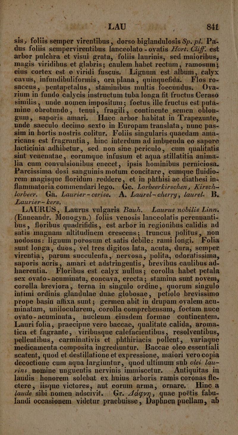 S MMU: AME S S4 é sis, foliis semper virentibus ; dorso biglandulosis Sp. /.' Pa- magis viridibus et glabris; caulem habet rectum , ramosum; eius cortex est e viridi fuscus. Lignum est album, calyx cavus, infundibuliformis, ora plana, quinquefida. . Flos ro- saceus, .pentapetalus ,. staminibus Taultie foecundus. | Ova- rium in fundo calycis instructum tuba longa fit fructus Ceraso mine obrotundo, tenui, fragili, continente semen oblon- gum, saporis amari. Haec arbor habitat in 'T'rapezunte, unde saeculo decimo sexto in Europam translata , nunc pas- sim in hortis nostris colitur. . Foliis singularis quaedam ama- ricans est fragrantia, hinc interdum ad imbuenda eo sapore lia. eum convulsionibus enecet,: ipsis hominibus perniciosa. Parcissima. dosi sanguinis motum.concitare, eumque fluidio- ' rem magisque floridum reddere, et in phthisi ac diathesi in- flammatoria commendari lego. Xe. Lorbeerkirschen , Kirsch- JLLaurizer- ers... LAURUS,. Laurus vulgaris Bauh.. Laurus nobilis Linn. bus, floribus quadrifidis, est arbor in regionibus calidis ad satis magnam altitudinem crescens; truncus politus, non nodosus: lignum porosum et satis debile: rami longi. Folia sunt longa, duos, vel tres digitos lata, acuta, dura, semper virentia , parum succulenta, nervosa, polita, odoratissima, saporis acris, amari et adstringentis, brevibus caulibus ad- haerentia. | Floribus est calyx nullus; corolla habet petala sex ovato- acuminata, concava, erecta; stamina sunt novem; corolla breviora, terna in singulo ordine, quorum singulo intimi ordinis glandulae duae globosae, petiolo brevissimo minatam, unilocularem, corolla comprehensam, foetam.nuce ovato- acuminata, nucleum eiusdem formae continentem. Lauri folia, praecipue vero baccae, qualitate calida, aroma- tica et fagrante, . viribusque calefacientibus, resolventibus, pellentibus, carminativis et phthiriacis pollent, variaque scatent, quod et destillatione et expressione, maiori vero copia decoctione cum aqua largiuntur, quod ultimum sub oZez. Zaz- rini nomine unguentis nervinis immiscetur. .. Antiquitas in laudis. honorem solebat ex huius arboris ramis coronas fle- ctere, iisque victores, aut eorum arma, ornare. Hinc a laude. sibi nomen. adscivit. | Gr. Z/9gvn , quae poétis fabu- landi occasionem. videtur praebuisse , Daphnen puellam, ab ) ,