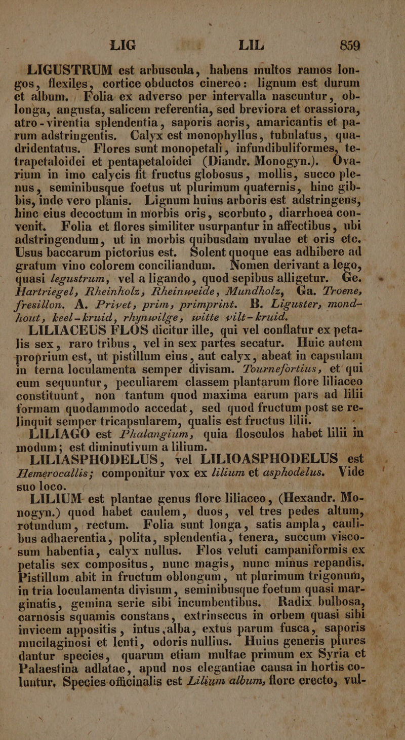 LIGUSTRUM est arbuscula, habens multos ramos lon- gos, flexiles, cortice obductos cinereo: lignum est durum et album. , Folia. ex adverso per intervalla nascuntur, ob- longa, angusta, salicem referentia, sed breviora et crassiora, atro-virentia splendentia, saporis acris, amaricantis et pa- rum adstringentis. Calyx est monophyllus, tubulatus, qua- dridentatus. Flores sunt monopetali, infundibuliformes, te- trapetaloidei et pentapetaloidei (Diandr. Monogyn.). Ova- rium in imo calycis fit fructus globosus, mollis, succo ple- nus, seminibusque foetus ut plurimum quaternis, hinc gib- bis, inde vero planis. Lignum huius arboris est adstringens, hinc eius decoctum in morbis oris, scorbuto, diarrhoea con- venit. Folia et flores similiter usurpantur in affectibus, ubi adstringendum, ut in. morbis quibusdam uvulae et oris etc. Usus baccarum pictorius est. Solent quoque eas adhibere ad gratum vino colorem conciliandum. Nomen derivant a lego, quasi Jegustrum, vel aligando, quod sepibus alligetur. Ge. Hartriegel, Rheinholz, Rheinweide, Mundhoilz, (Ga. 7roene, jfresillon. A. Privet, prim, primprint. B. Lisguster, mond- Aout, beel-kruid, rhynwilse, witte vilt- bruid. LILIACEUS FLOS dicitur ille, qui vel conflatur ex peta- lis sex, raro tribus, vel in sex partes secatur. Huic autem proprium est, ut pistillum eius , aut calyx , abeat in capsulam in terna loculamenta semper divisam. 7ozrnefortius, et qui. eum sequuntur, peculiarem classem plantarum flore liliaceo constituunt, non tantum quod maxima earum pars ad lilii formam quodammodo accedat, sed quod fructum post se re- Jinquit semper tricapsularem, qualis est fructus lilii. — — - - LILIAGO est Aalangium, quia flosculos habet lilii in. modum; est diminutivum a lilium. TE LILIASPHODELUS, vel LILIOASPHODELUS est. Hemerocallis; componitur vox ex Jium et asphodelus. Vide. suoloco. : t LILIUM- est plantae genus flore liliaceo, (Hexandr. Mo- rotundum , rectum. Folia sunt longa, satis ampla, cauli- | bus adhaerentia, polita, splendentia, tenera, succum visco- - 'sum habentia, calyx nullus. Flos veluti campaniformis ex petalis sex compositus, nunc magis, nune minus repandis. Pistillum.abit in fructum oblongum, ut plurimum trigonur, in tria loculamenta divisum, seminibusque foetum quasi mar- ginatis, gemina serie sibi incumbentibus. — Radix. bulbosa, carnosis squamis constans, extrinsecus in orbem quasi sihi. mucilaginosi et lenti, odoris nullius. Huius generis plures — dantur species, quarum etiam mulfae primum ex Syria et Palaestina adlatae, apud nos elegantiae causa in hortis co- luntur, Species officinalis est ZiZum album, flore erecto, vul-