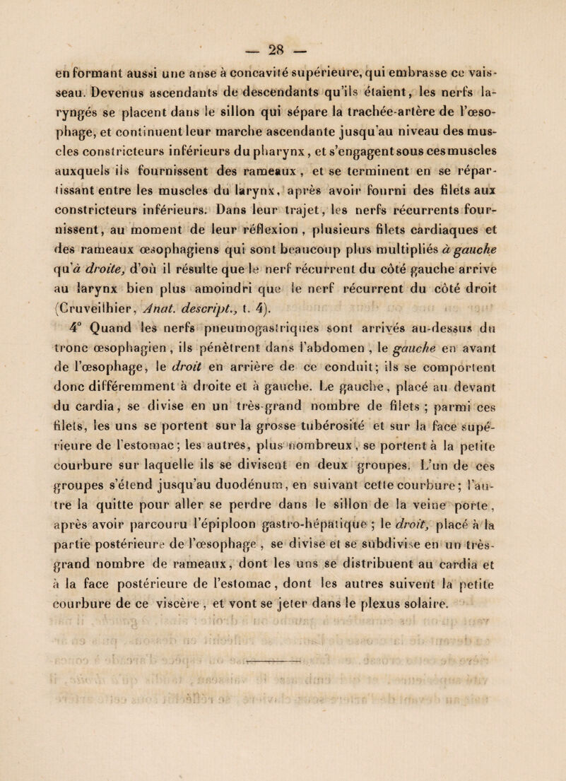en formant aussi une anse à concavité supérieure, qui embrasse ce vais¬ seau. Devenus ascendants de descendants qu’ils étaient, les nerfs la¬ ryngés se placent dans le sillon qui sépare la trachée-artère de l’œso¬ phage, et continuent leur marche ascendante jusqu’au niveau des mus¬ cles constricteurs inférieurs du pharynx, et s’engagent sous ces muscles auxquels ils fournissent des rameaux , et se terminent en se répar- tissant entre les muscles du larynx, après avoir fourni des filets aux constricteurs inférieurs. Dans leur trajet, les nerfs récurrents four¬ nissent, au moment de leur réflexion, plusieurs filets cardiaques et des rameaux œsophagiens qui sont beaucoup plus multipliés à gauche qu’<z droite, d’où il résulte que le nerf récurrent du côté gauche arrive au larynx bien plus amoindri que le nerf récurrent du côté droit Cruveilhier, Jnat. descriptt, 4). 4° Quand les nerfs pneumogastriques sont arrivés au-dessus du tronc œsophagien , iis pénètrent dans l’abdomen , le gauche en avant de l’œsophage, le droit en arrière de ce conduit; ils se comportent donc différemment à droite et à gauche. Le gauche, placé au devant du cardia, se divise en un très grand nombre de filets; parmi ces filets, les uns se portent sur la grosse tubérosité et sur la face supé¬ rieure de l’estomac; les autres, plus nombreux, se portent à la petite courbure sur laquelle ils se divisent en deux groupes. L’un de ces groupes s’étend jusqu’au duodénum, en suivant cette courbure ; l’au¬ tre la quitte pour aller se perdre dans le sillon de la veine porte, après avoir parcouru l’épiploon gastro-hépatique ; le droit, placé à la partie postérieure de l’œsophage , se divise et se subdivise en un très- grand nombre de rameaux, dont les uns se distribuent au cardia et à la face postérieure de l’estomac, dont les autres suivent la petite courbure de ce viscère , et vont se jeter dans le plexus solaire. r