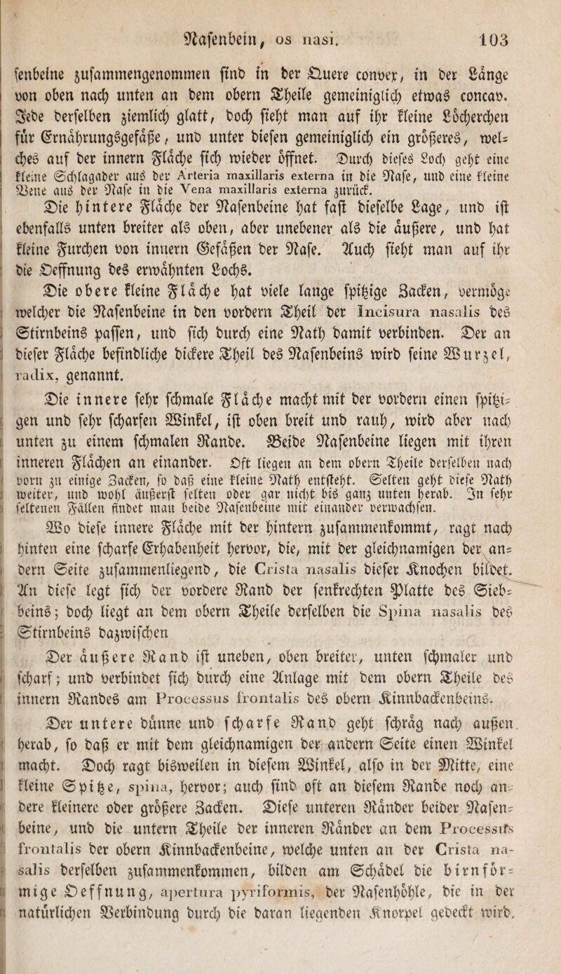 (enbeine sufammengenommen ftnb tn ber £ivim conDeiC; in ber Sdngc I von üben nach unten an bem obern ^b^Ue ö^melnfgii^ etwa^ concaü. I 3ebe berfelben jtemlicb glatt, bodb ftebt man auf fletne Sodjercben I für @rndbrung6gefd^e, unb unter biefen gemeiniglid) ein gro^ere^, n)el= i cbeö auf ber innern gladje ftdf) mieber öffnet, .^urrf) btefe^ Sod) gebt eine ! Heine ©d)f(tgnbei* an^ bep Arieria maxillaris externa in bie 01afe, unb eine Heine I S^ene anö bey 31afe in bie Vena maxillaris externa guvüd. ! £)te hintere gtdebe ber Slafenbeine bat faft bi'efelbe Sage, unb ijl ‘ ebenfalls unten breiter aB oben, aber unebener al6 bie dunere, unb b<^t ' fieine gureben oon inuern ®efd^en ber 91afe. 2(ucb ftebt man auf ibr : bie £)effnung beS ermähnten Sod)§. ^ie obere fteine gId che bdt t)iele lange fpi^ige Saifen, oermoge : roelcber bie 9^afenbeine in ben oorbern S^bnl ber IncisLira nasalis beS 1 ©tirnbeing ipaffen, unb ftd) burd) eine S^^atb bamit oerbinben. ^er an : biefer gldd)e befmblicbe biefere .^b^d beS S^afenbeinä mirb feine SBur^et, radix, genannt. £)ie innere febr fcbmale gldche mad)tmit ber oorbern einen fpifei:; f gen unb febr febarfen SBinfcl, ift oben breit unb raub, aber nad) [ unten 511 einem fcbmalen 0ftanbe. S5eibe 91afenbeine liegen mit ihren E inneren gldcben an einanber. Oft tiegeu an tem obem berfelben nad) ■' oorn gu einige Baden, fo baf eine Heine Dlatb entjtebt. ©eften gebt biefe 9tatb 2 weiter, unb wobl äiip.erft feiten ober gar uid)t bi<? gan^ unten berab. gu febr i feltenen galten finbet man beibe Dlafenbeine mit einanber oerwaebfen. 2Bo biefe innere gldcbe mit ber hintern jufammenfommt, ragt nad) i hinten eine febarfe Erhabenheit b^roor, bie, mit ber gleichnamigen ber^ans I bern ©eite jufammenliegenb, bie Crista nasalis biefer ^nod)en biibit. 1 2bn biefe legt ficb ber oorbere Otanb ber fenfreebten ^^Intte be§ ©ieb^ ' beinö; boeb liegt an bem obern ^b^d^ berfelben bie Spina nasalis beö : ©tirnbeinS bajmifeben ^et dufere Staub ijt uneben, oben breiter, unten fdbmaler unb » febarf; unb oerbinbet ficb burd) eine 2lnlage mit bem obern S^bnle be§ E innern SvanbeS am Processus frontalis beö obern ^innbadenbein^a. ^er untere bunne unb febarfe Staub gebt fd)rdg nad) aufen. f b^rab, fo ba^ er mit bem gleichnamigen ber anbern ©eite einen SSinfel 1 mad)t. ^oeb ragt bi^meilen in biefem ^ISinfel, alfo in ber SÖtitte, eine ] Heine ©pi^e, spina, beroor; auch finb oft an biefem Staube nod) an^ ' bere fleinere ober größere Baden. £)iefe unteren Stdnber beiber Slafen- ' beine, unb bie untern ^b^de ber inneren Stdnber an bem Processifs frontalis ber obern .^innbadenbeine, melcbe unten an ber Crista na- : salis berfelben pfammenfommen, bilben am ©cbdbel bie birnfor= t mige^effnung, a])ertiira pyriformis, ber Stafenbbble, bie in ber n natürlichen S^erbinbung burd) bie baran Itegenben .tnorpel gebedt mirb.