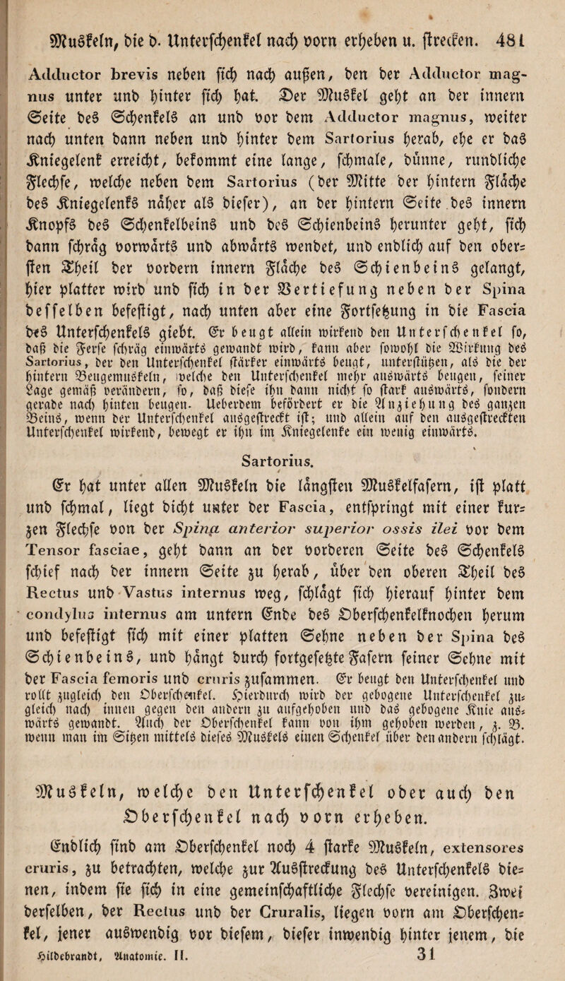 Adductor brevis neben fi'cb nach au^en, ben ber Adductor mag- nus unter unb £>er ?i}tu6fel gebt an ber i'nnem <Seite be6 @cbenfel§ an unb \)or bem Adductor magnus, weiter nach unten bann neben unb bitter bem Sartorius berab, ebe er ba6 ^niegelen! erreicht, befommt eine lange, fcbmale, bunne, runblicbe Slecbfe, welche neben bem Sartorius (ber SJtitte ber hintern glacbe be§ ^niegelen!6 naher aB biefer), an ber hintern ©eite .beö innern ^no^)f§ be§ 0dben!elbein§ unb beö 0cbienbein0 b^^^^nnter gebt, ftcb bann fcbrdg t>orwdrB unb abwdrB wenbet, unb enblicb auf ben ober= j!en ^b^il t>er borbern innern Sldcbe beS (Schienbein^ gelangt, hier platter wirb unb ftcb in ber SSertiefung neben ber Spina beffelben befeftigt, nach unten aber eine Sortfefeung in bie Fascia treö UnterfcbenfeB giebt. (5r beugt altem miifenb beu Uuterfcbentel fo, ba§ bie greife fcl)väg einwärts gemanbt irirb, fauu aber fomobt bie 2Bii*fimg beö Sartorius, bei* beu Untei’fd)enlet flävfev einmärtö beugt, untei’jlüöcn, atö bie ber bintern 33eugenm6fetn, metd^e beu Uuterfd)ente( mehr aubiucirtb' beugen, feiner Sage gemä^ reranberu, fo, ba^ biefe ihn bann nid)t fo flart au^mart^, fonbern gerabe nad) bititen beugen. Ueberbem beförbert er bie Oln^iebung be^ ganzen feeinö, trenn ber Unterfd)enfet an^gcftredt ift; unb attein auf ben au^geitrectten Unterfd)enfel trirlenb, beiregt er ibn im jvniegetente ein treuig eiinrärtb. % Sartorius. dx bnt unter allen 9}?u6!eln bie Idngjten 9}tu6feifafern, ift platt unb fcbmal, liegt bicbt unter ber Fascia, entfpringt mit einer fur^ Jen Sl^d?f^ ^(^n ber Spina anterior superior ossis ilei ttor bem Tensor fasciae, gebt bann an ber öorberen 0eite be§ 0cbenfeB fd)ief nach ber innern 0eite ju betab, über ben oberen ^()eil be§ Rectus unb Vastus internus Weg, fd()ldgt ftcb bi^i’^^nf bitter bem condylua internus am Untern ^nbe be6 ^berfcbenfelfnocben b^i^nwi unb befeftigt ftcb mit einer platten (Sehne neben ber Spina be6 (SdbienbeinS, unb bdngt burcb fortgefebteSnfern feiner (Sehne mit ber Fascia femoris unb cniris jufammen. dr beugt ben Unterfd)enlet uub roUt i^ugleid) beu Oberfcbeitfet. 5?ierburd) trirb ber gebogene Uuterfd)enf’et gteid) uad) innen gegen ben anbern 311 aufgeboben unb ba^ gebogene Me au^s martö gctranbt. 5lud) ber Oberfd)enfet fann ron ibm gcboben irerben, j. 0. trenn man im Si^en mitteB biefeö Stiu^teB einen Sd)enfet über ben anbern fd)tägt. ?!}?uäfeln, welche ben Unterfdhenfel ober auch ben £)berf(^enfel nadh i>orn erheben. (Jnblicb fmb am £)berfcbenfel noch 4 ftarfe 9}tu6!eln, extensores cruris, ju betrachten, welche jur 2fu§ftrecfung beß Unterfd)enfeB bies nen, inbem fte ftcb in eine gemeinfcbaftlid)e gled)fc oereinigen. 3wef berfelben, ber Rectus unb ber Gruralis, liegen oorn am £)berfcbeni fei, jener au6wenbig oor biefem, biefer inwenbig hinter jenem, bie ^)ilbebrattbt, ?tjiotomie. tl. 31