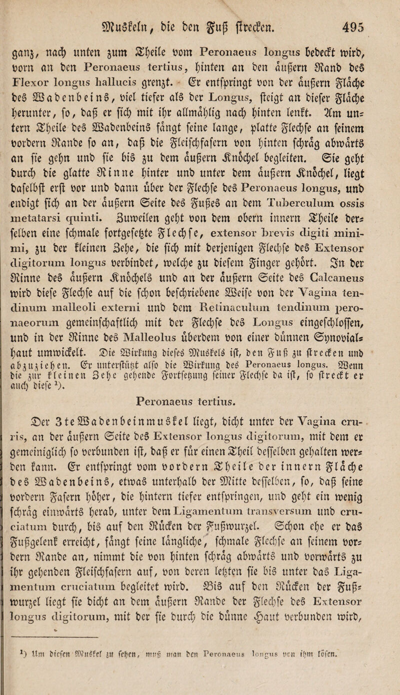 ganj, nac!) unten jum 5$^f)ei(e t?om Peronaeus longus Bebectt tutrb, uom an bcn Peronaeus tertius, hinten an bcn aiipern Stanb be§ Flexor longiis hallucis ören5t. entfpringt non ber aupern Stacke be6 2Öabenbein§, uiel tiefer als ber Longus, jlcigt an biefer gldc!}e herunter, fo, bap er ftdj) mit i^r allmdl)lf3 nach ?)inten lenft. 3{m un= tern ^l)eile beS SBabenbefnS fangt feine lange, :platte gled^fe an feinem uorbern S^tanbe fo an, bap bie gleifd)fafern non |)inten fc^rdg abmdrtS an fte gef)n unb fie 6iS ju bem dugern H^nocl;el begleiten, ©te gebt burd) bie glatte 0t in ne hinter unb unter bem dupern H^nodjel, liegt bafelbp erp oor unb bann über ber S^lecbfe beS Peronaeus longus, unb enbigt ftd) an ber dupern 0eite beS §upeS an bem Tuberculum ossis metatarsi quinti. Sumeilen gebt oon bem Obern Innern ^b^ü^ ber^ felben eine fcbmale fortgefe^te Sledjfe, extensor brevis digiti mini- mi, ju ber fleinen Bebe, bie ficb mit berjenigen Sletbfe beS Extensor digitorum longus oerbinbet, meld)e ju biefem Ringer gebort. Sn ber 0tinne beS dupern ^nocbelS unb an ber dupern @eite beS Galcaneus rrirb biefe glecbfe auf bie fd^on befcbriebene Söeife oon ber Vagina ten- dinum malleoli externi unb bem Retinaculum tendinum pero- naeorum gemeinfcbaftlid) mit ber Slecbfe bcS Longus eingefcbloffen, unb in ber 0tinne beS Malleolus überbem oon einer bünnen ©i;noo{als baut umwictelt. ®ie SBirtmig biefeS ijl, bett prcdten unb ab^u^ieben. (J*r unterftübt alfo bie 2öii*fung beS Peronaeus longus. Sföenn bie tleinen Be^e ge^enbe ^-ortfebung feiner 3^lecl)fe ba ip, fo prectt er and) biefe ^). Peronaeus tertius, ^er 3teSßabenbeinmuSfel liegt, bicbt unter ber Vagina cru- ris, an ber dupern (Seite bes Extensor longus digitorum, mit bem er gemeinigiid) fo oerbunben ip, bap er für einen ^b^ü bePeiben gebalten mer# ben fann. ©r entfpringt oom oorbern ^b^H^ ber innern Slddbe beS SBabenbeinS, etmaS unterhalb ber 0}dtte beffelben, fo, bap feine uorbcrn Unfern b^b^^/ hintern tiefer entfpringen, unb gebt ein menig f(^rdg einmdrts b^l’nb, unter bem Ligamentum transversum unb cru- ciatum burdb, biS auf ben Otüdten ber S^upmur^el. Schon ehe er baS Jupgelen! erreicht, fdngt feine Idnglicbe, fcbmale glecl}fe an feinem uor? bern 0tanbe an, nimmt bie x>on hinten fcbrdg abmdrtS unb uormdrtS gu ihr gebenben gleifcbfafern auf, non bereu lebten fie bis unter baS Liga¬ mentum cruciatum begleitet mirb. ^iS auf ben Otücfen ber Sup; mur^el liegt fte bidbt an bem dupern 0tanbe ber gled)fe beS Extensor longus digitorum, mit ber fie burd) bie bünne v^aiit oerbunben mirb, Um btcfcn■ matt bcn Peronaeus longns ncn tl)m föfcn.