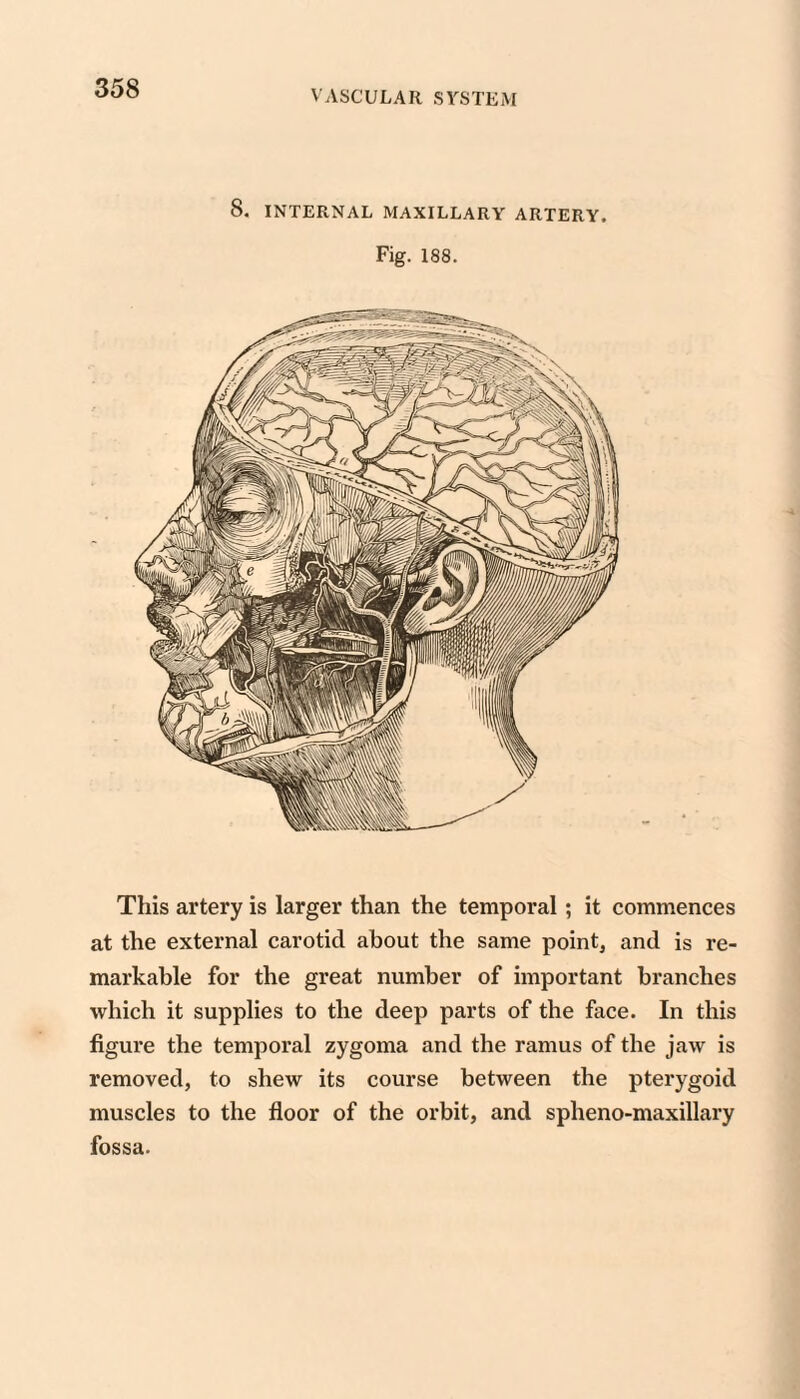 VASCULAR SYSTEM 8. INTERNAL MAXILLARY ARTERY. Fig. 188. This artery is larger than the temporal; it commences at the external carotid about the same pointy and is re¬ markable for the great number of important branches which it supplies to the deep parts of the face. In this figure the temporal zygoma and the ramus of the jaw is removed, to shew its course between the pterygoid muscles to the floor of the orbit, and spheno-maxillary fossa.