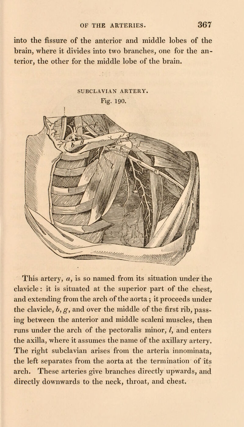 into the fissure of the anterior and middle lobes of the brain, where it divides into two branches, one for the an¬ terior, the other for the middle lobe of the brain. SUBCLAVIAN ARTERY. Fig. 190. This artery, a, is so named from its situation under the clavicle: it is situated at the superior part of the chest, and extending from the arch of the aorta ; it proceeds under the clavicle, b, g, and over the middle of the first rib, pass¬ ing between the anterior and middle scaleni muscles, then runs under the arch of the pectoralis minor, I, and enters the axilla, where it assumes the name of the axillary artery. The right subclavian arises from the artei'ia innominata, the left separates from the aorta at the termination of its arch. These arteries give branches directly upwards, and directly downwards to the neck, throat, and chest.