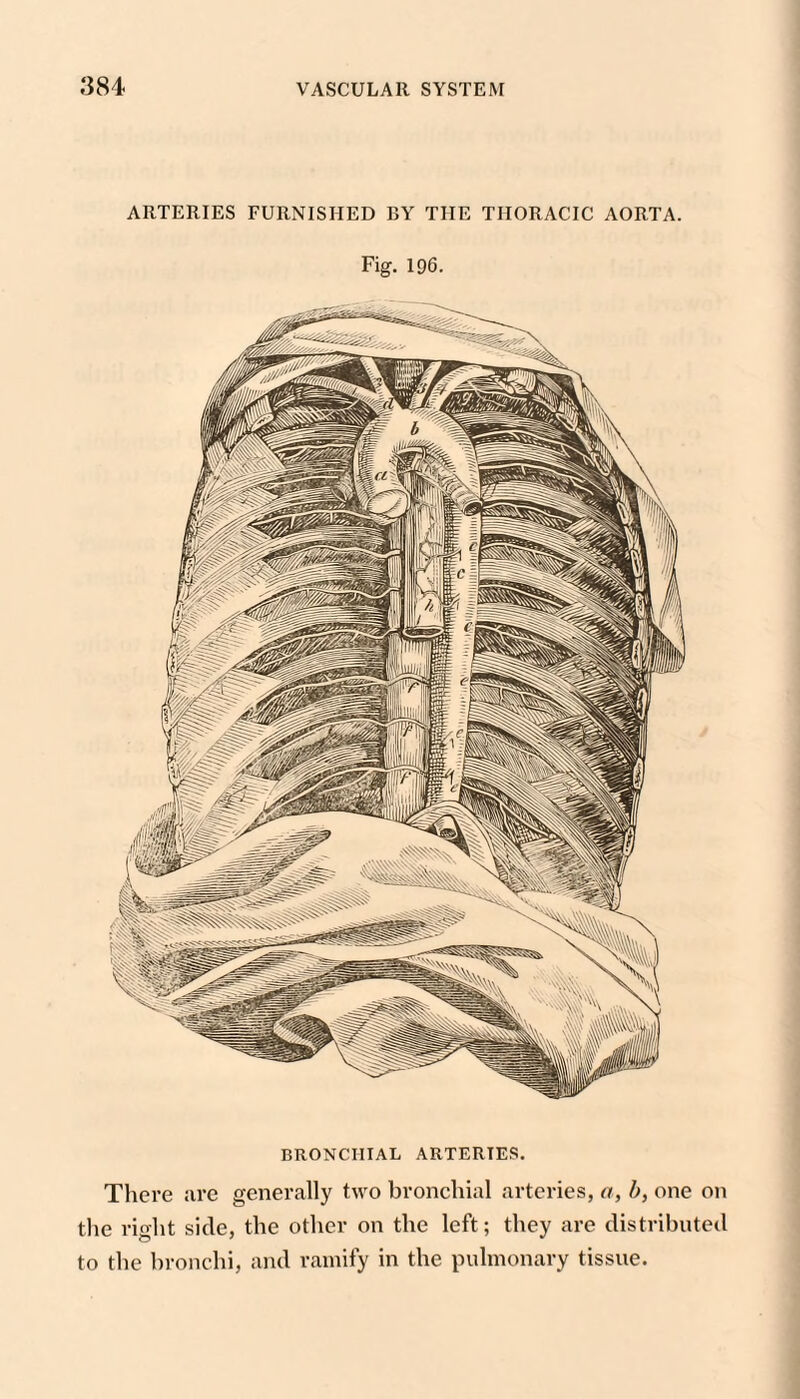 ARTERIES FURNISHED BY THE THORACIC AORTA. Fig. 196. BRONCHIAL ARTERIES. There are generally two bronchial arteries, a, b, one on tlie right side, the other on the left; they are distributed to the bronchi, and ramify in the pulmonary tissue.