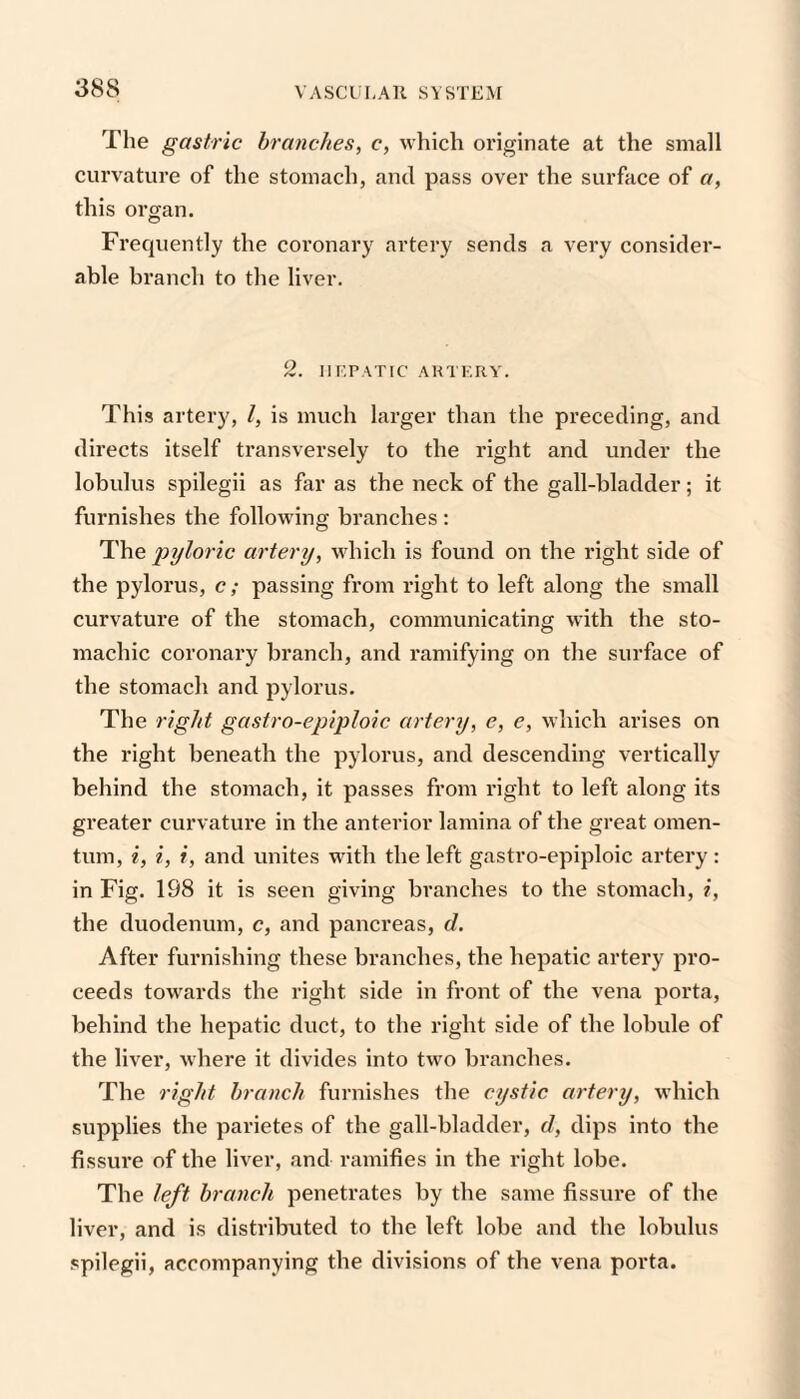 The gastric branches, c, wliich originate at the small curvature of the stomach, and pass over the surface of a, this organ. Frecpiently the coronary artery sends a very consider¬ able branch to the liver. 2. lir.PATIC ARTERY. This artery, I, is much larger than the preceding, and directs itself transversely to the right and under the lobulus spilegii as far as the neck of the gall-bladder; it furnishes the following bi’anches ; The joy/orzc artery, wdiicli is found on the right side of the pylorus, c ; passing from right to left along the small curvature of the stomach, communicating with the sto¬ machic coronary branch, and ramifying on the surface of the stomach and pylorus. The right gastro-epiploic artery, e, e, which arises on the right beneath the pylorus, and descending vertically behind the stomach, it passes from right to left along its greater curvature in the anterior lamina of the great omen¬ tum, i, i, i, and unites with the left gastro-epiploic artery: in Fig. 198 it is seen giving branches to the stomach, i, the duodenum, c, and pancreas, d. After furnishing these branches, the hepatic artery pro¬ ceeds towards the right side in front of the vena porta, behind the hepatic duct, to the right side of the lobule of the liver, where it divides into two branches. The right branch furnishes the cystic artery, which supplies the parietes of the gall-bladder, d, dips into the fissure of the liver, and ramifies in the right lobe. The left branch penetrates by the same fissure of the liver, and is distributed to the left lobe and the lobulus spilegii, accompanying the divisions of the vena porta.