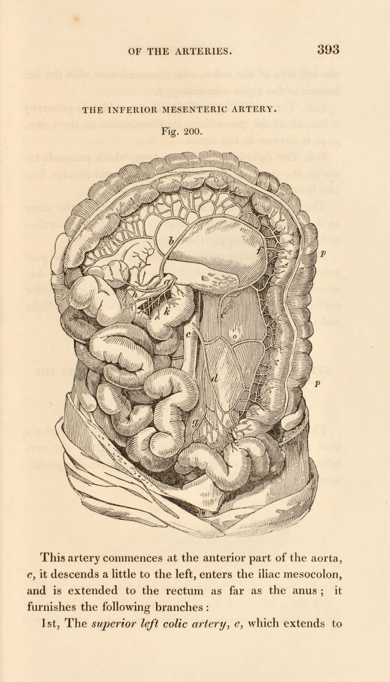 THE INFERIOR MESENTERIC ARTERY. Fig. 200. This artery commences at the anterior part of the aorta, c, it descends a little to the left, enters the iliac mesocolon, and is extended to the rectum as far as the anus ; it furnishes the following branches : 1st, The siq)e7'ior left colic artery, c, which extends to