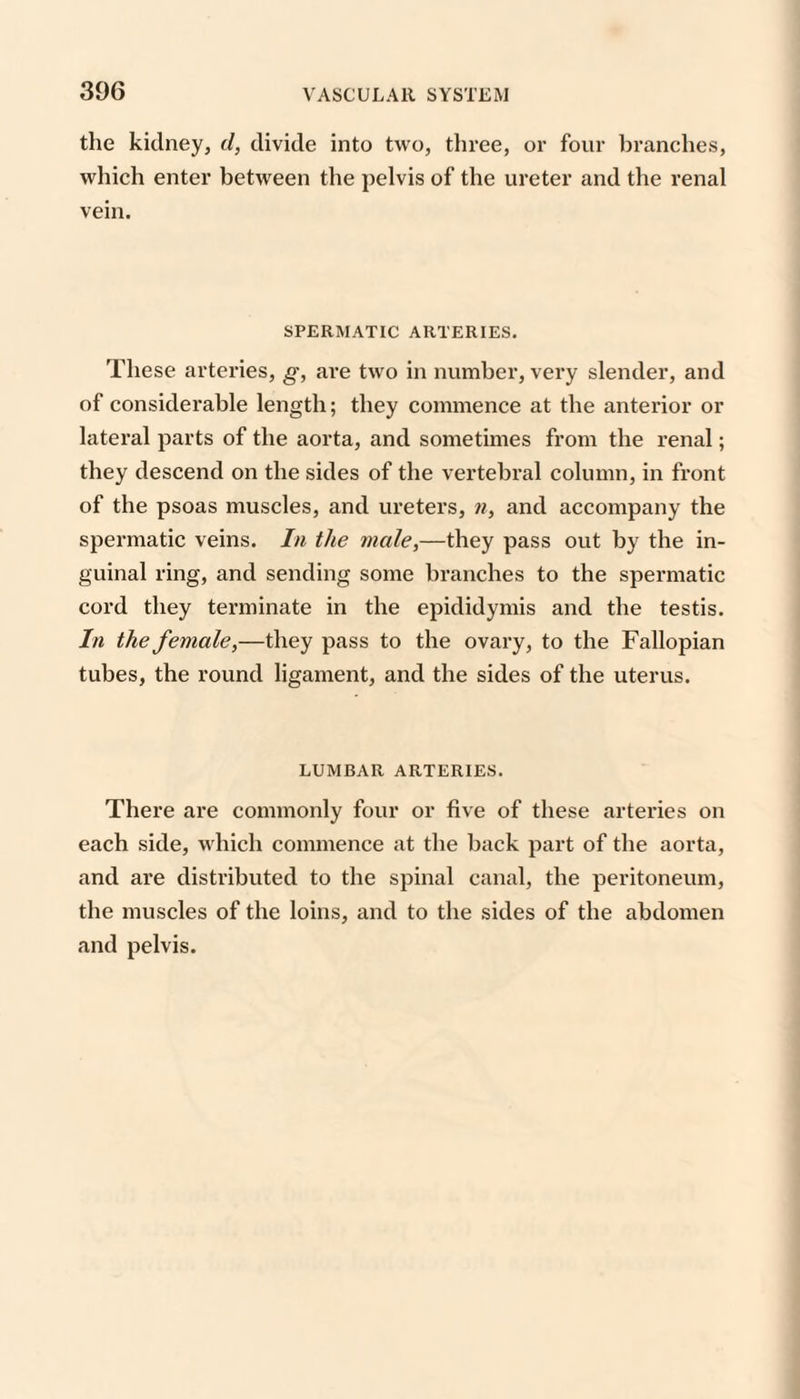 the kidney, d, divide into two, tliree, or four branches, which enter between the pelvis of the ureter and the renal vein. SPERMATIC ARTERIES. These arteries, g, are two in number, very slender, and of considerable length; they commence at the anterior or lateral parts of the aorta, and sometimes from the renal; they descend on the sides of the vertebral column, in front of the psoas muscles, and ureters, n, and accompany the spermatic veins. In the male,—they pass out by the in¬ guinal ring, and sending some branches to the spermatic cord they terminate in the epididymis and the testis. In the female,—they pass to the ovary, to the Fallopian tubes, the round ligament, and the sides of the uterus. LUMBAR ARTERIES. There are commonly four or five of these arteries on each side, which commence at the back part of the aorta, and are distributed to the spinal canal, the peritoneum, the muscles of the loins, and to the sides of the abdomen and pelvis.