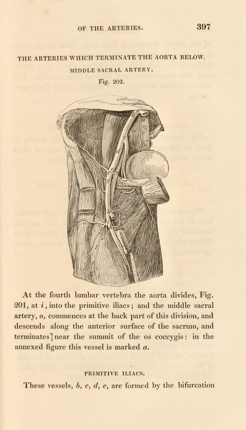 THE ARTERIES WHICH TERMINATE THE AORTA IIELOW. MIDDLE SACRAL ARTERY. Fig. 202. At the fourth lumbar vertebra the aorta divides, Fig. 201, at «,into the primitive iliacs; and the middle sacral artery, o, commences at the back part of this division, and descends along the anterior surface of the sacrum, and terminates ’ near the summit of the os coccygis: in the annexed figure this vessel is marked a. PRIMITIVE ILIACS. These vessels, b, c, d, e, are formed l)y the bifurcation