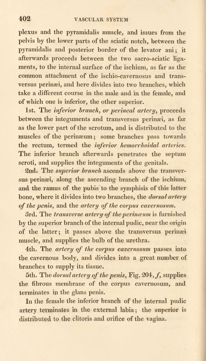 plexus and the pyramidalis muscle, and issues from the pelvis by the lower parts of the sciatic notch, between the pyramidalis and posterior border of the levator ani; it afterwards proceeds between the two sacro-sciatic liga¬ ments, to the internal surface of the ischium, as far as the common attachment of the ischio-cavernosus and trans- versus perinoei, and here divides into two branches, which take a different course in the male and in the female, and of which one is inferior, the other superior. 1st. The inferior branch, or perineal artery, proceeds between the integuments and transversus perinaei, as far as the lower part of the scrotum, and is distributed to the muscles of the perinaeum; some branches pass towards the rectum, termed the inferior hemorrhoidal arteries. The inferior branch afterwards penetrates the septum scroti, and supplies the integuments of the genitals. 2nd. The superior branch ascends above the transver¬ sus perinaei, along the ascending branch of the ischium, and the ramus of the pubis to the symphisis of this latter bone, where it divides into two branches, the dorsal artery of the penis, and the artery of the corptis caveimosum. 3rd. The transverse artery of theperinceum is furnished by the superior branch of the internal pudic, near the origin of the latter; it passes above the transversus perinaei muscle, and supplies the bulb of the urethra. 4th. The artery of the corpus cavernosum passes into the cavernous body, and divides into a great number of branches to supply its tissue. 5th. ^\\c dorsal artery of the penis. Fig. 204, y', supplies the fibrous membrane of the corpus cavernosum, and terminates in the glans penis. In the female the inferior branch of the internal pudic artery terminates in the external labia; the superior is distributed to the clitoris and orifice of the vagina.