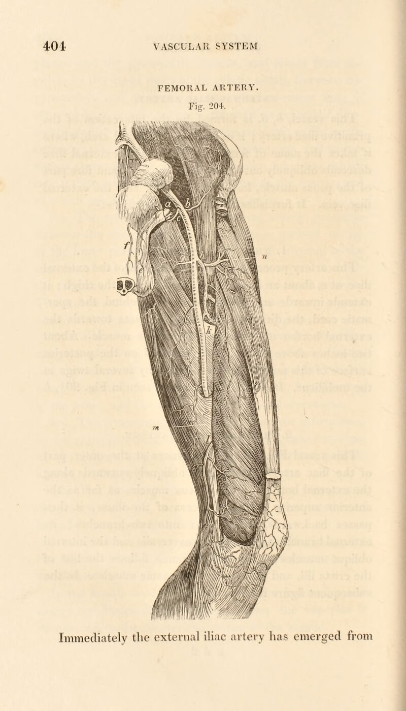 FEMORAL ARTERY. Fig. 20+. Immediately the external iliac artery ha.'? emerged from