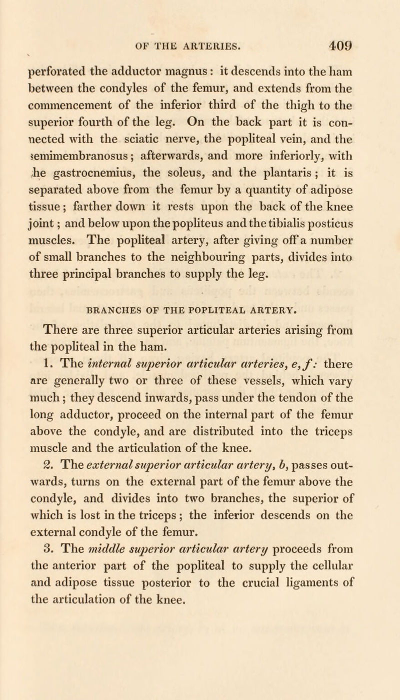 perforated the adductor magnus: it descends into the ham between the condyles of the femur, and extends from the commencement of the inferior third of the thigh to the superior fourth of the leg. On the back part it is con¬ nected with the sciatic nerve, the popliteal vein, and the lemimembranosus; afterwards, and more inferiorly, with -he gastrocnemius, the soleus, and the plantaris ; it is separated above from the femur by a quantity of adipose tissue; farther down it rests upon the back of the knee joint; and below upon the popliteus and the tibialis posticus muscles. The popliteal artery, after giving off a number of small branches to the neighbouring parts, divides into three principal branches to supply the leg. BRANCHES OF THE POPLITEAL ARTERY. There are three superior articular arteries arising from the popliteal in the ham. 1. The internal superior articular arteries, e,f: there are generally two or three of these vessels, which vary much; they descend inwards, pass under the tendon of the long adductor, proceed on the internal part of the femur above the condyle, and are distributed into the triceps muscle and the articulation of the knee. 2. The external superior articular artery, b, passes out- w'ards, turns on the external part of the femur above the condyle, and divides into two branches, the superior of which is lost in the triceps ; the inferior descends on the external condyle of the femur. 3. The middle superior articular artery proceeds from the anterior part of the popliteal to supply the cellular and adipose tissue posterior to the crucial ligaments of the articulation of the knee.