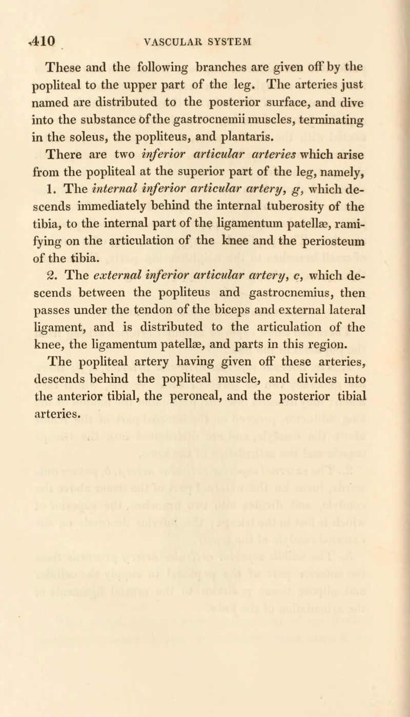 These and the following branches are given off by the popliteal to the upper part of the leg. The arteries just named are distributed to the posterior surface, and dive into the substance of the gastrocnemii muscles, terminating in the soleus, the popliteus, and plantaris. There are two inferior articular arteries which arise from the popliteal at the superior part of the leg, namely, 1. The internal inferior articular artery, g, which de¬ scends immediately behind the internal tuberosity of the tibia, to the internal part of the ligamentum patellae, rami¬ fying on the articulation of the knee and the periosteum of the tibia. 2. The external inferior articular artery, c, which de¬ scends between the popliteus and gastrocnemius, then passes under the tendon of the biceps and external lateral ligament, and is distributed to the articulation of the knee, the ligamentum patellae, and parts in this region. The popliteal artery having given off these arteries, descends behind the popliteal muscle, and divides into the anterior tibial, the peroneal, and the posterior tibial arteries.