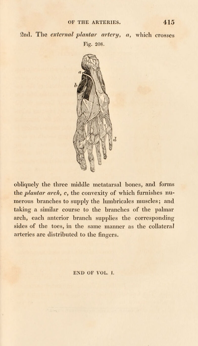 2ik1. Tho external jilantar artery, a, wliich crosses Fig. 208. obliquely the three middle metatarsal bones, and forms the plantar arch, c, the convexity of which furnishes nu¬ merous branches to supply the lumbricales muscles; and taking a similar course to the branches of the palmar arch, each anterior branch supplies the corresponding sides of the toes, in the same manner as the collateral arteries are distributed to the fingers. END OF VOL. I.