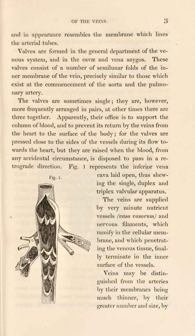 and in appearance resembles the membrane which lines the arterial tubes. Valves are formed in the general department of the ve¬ nous system, and in the cavte and vena azygos. These valves consist of a number of semilunar folds of the in¬ ner membrane of the vein, precisely similar to those which exist at the commencement of the aorta and the pulmo¬ nary artery. The valves are sometimes single; they are, however, more frequently arranged in pairs, at other times there are three together. Apparently, their office is to support the column of blood, and to prevent its return by the veins from the heart to the surface of the body; for the valves are pressed close to the sides of the vessels during its flow to¬ wards the heart, but they are raised when the blood, from any accidental circumstance, is disposed to pass in a re¬ trograde direction. Fig. 1 represents the inferior vena cava laid open, thus shew¬ ing the single, duplex and triplex valvular apparatus. The veins are supplied by very minute nutrient vessels (vasa vasorum) and nervous filaments, which ramify in the cellular mem¬ brane, and which penetrat¬ ing the venous tissue, final¬ ly terminate in the inner surface of the vessels. Veins may be distin¬ guished from the arteries by their membranes being much thinner, by their greater number and size, by