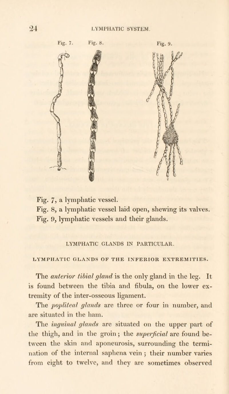 Fig. 7. Fig. 8. Fig. 9. Fig. 7, a lymphatic vessel. Fig. 8, a lymphatic vessel laid open, shewing its valves. Fig. 9, lymphatic vessels and their glands. LYMPHATIC GLANDS IN PARTICULAR. LYMPHATIC GLANDS OF THE INFERIOR EXTREMITIES. The anterior tibiaI gland is the only gland in the leg. It is found between the tibia and fibula, on the lower ex¬ tremity of the inter-osseous ligament. The popliteal glands are three or four in number, and are situated in the ham. The inguinal glands are situated on the upper part of the thigh, and in the groin; the superficial are found be¬ tween the skin and aponeurosis, surrounding the termi¬ nation of the internal saphena Yrein ; their number Y’aries from eight to twelve, and they are sometimes observed