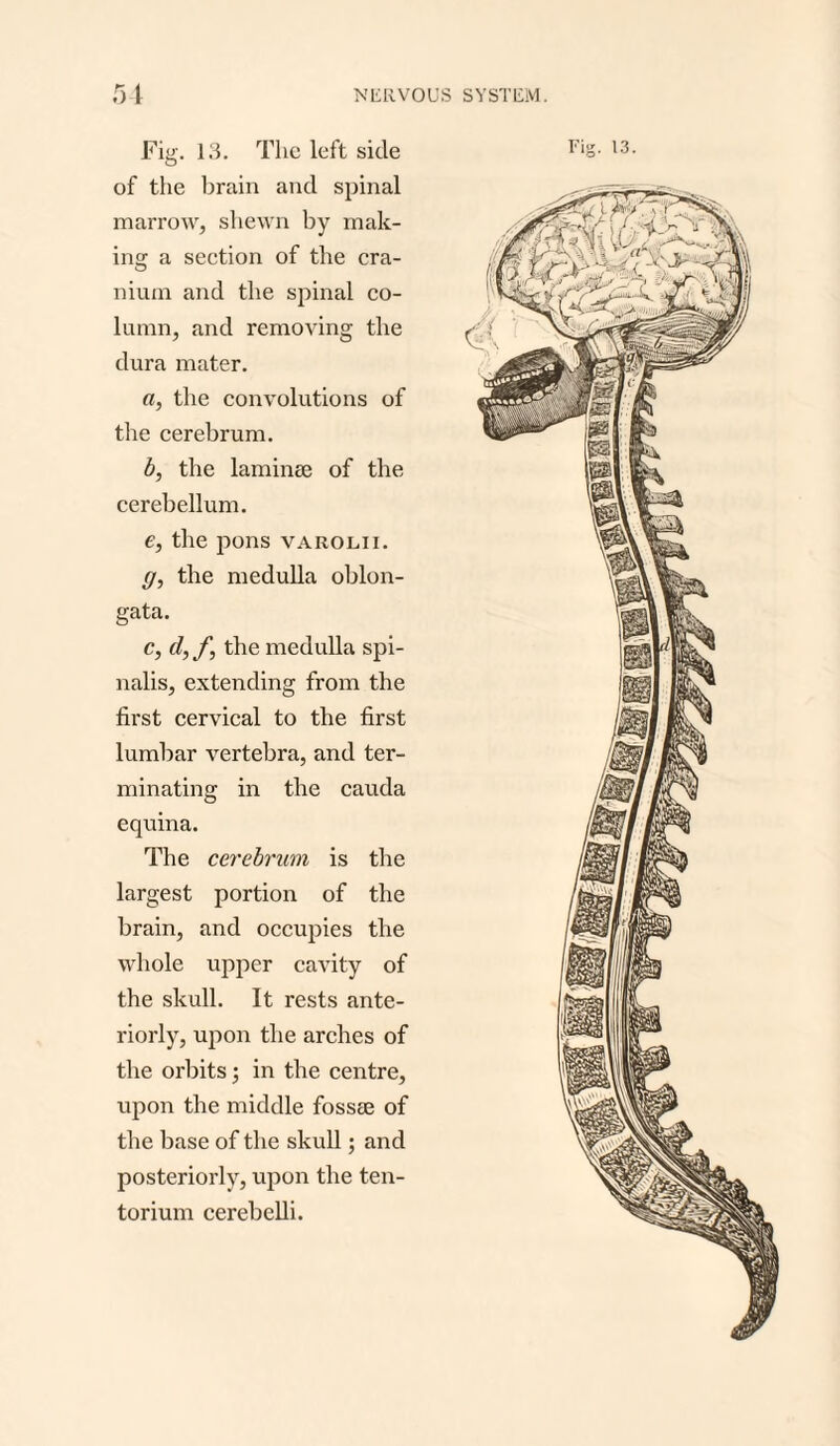 of the brain and spinal marrow, shewn by mak¬ ing a section of the cra¬ nium and the spinal co¬ lumn, and removing the a, the convolutions of the cerebrum. b, the laminae of the cerebellum. e, the pons varolii. g, the medulla oblon¬ gata. c, cl, f, the medulla spi¬ nalis, extending from the first cervical to the first lumbar vertebra, and ter¬ minating in the cauda equina. The cerebrum is the largest portion of the brain, and occupies the whole upper cavity of the skull. It rests ante¬ riorly, upon the arches of the orbits; in the centre, upon the middle fossae of the base of the skull; and posteriorly, upon the ten¬ torium cerebelli.