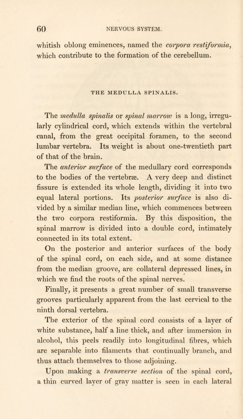 whitish oblong eminences, named the corpora restiformia, which contribute to the formation of the cerebellum. THE MEDULLA SPINALIS. The medulla spinalis or spinal marrow is a long, irregu¬ larly cylindrical cord, which extends within the vertebral canal, from the great occipital foramen, to the second lumbar vertebra. Its weight is about one-twentieth part of that of the brain. The anterior surface of the medullary cord corresponds to the bodies of the vertebrae. A very deep and distinct fissure is extended its whole length, dividing it into two equal lateral portions. Its posterior surface is also di¬ vided by a similar median line, which commences between the two corpora restiformia. By this disposition, the spinal marrow is divided into a double cord, intimately connected in its total extent. On the posterior and anterior surfaces of the body of the spinal cord, on each side, and at some distance from the median groove, are collateral depressed lines, in which we find the roots of the spinal nerves. Finally, it presents a great number of small transverse grooves particularly apparent from the last cervical to the ninth dorsal vertebra. The exterior of the spinal cord consists of a layer of white substance, half a line thick, and after immersion in alcohol, this peels readily into longitudinal fibres, which are separable into filaments that continually branch, and thus attach themselves to those adjoining. Upon making a transverse section of the spinal cord, a thin curved layer of gray matter is seen in each lateral