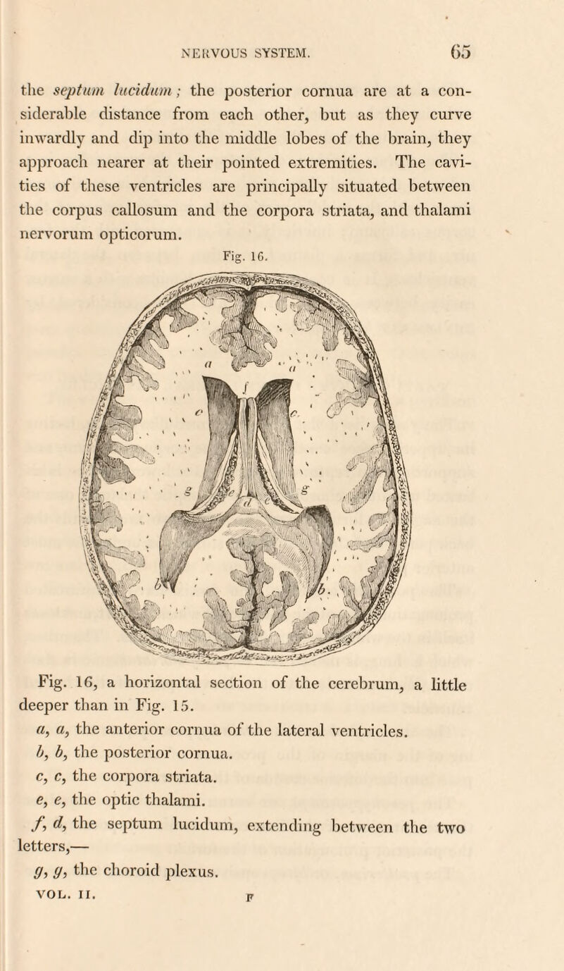 the septum lucidum; the posterior cornua are at a con¬ siderable distance from each other, but as they curve inwardly and dip into the middle lobes of the brain, they approach nearer at their pointed extremities. The cavi¬ ties of these ventricles are principally situated between the corpus callosum and the corpora striata, and thalami nervorum opticorum. Fig. 16. Fig. 16, a horizontal section of the cerebrum, a little deeper than in Fig. 15. a, a, the anterior cornua of the lateral ventricles. b, b, the posterior cornua. c, c, the corpora striata. e, e, the optic thalami. ft d, the septum lucidum, extending between the two letters,— g, g, the choroid plexus. VOL. II. n