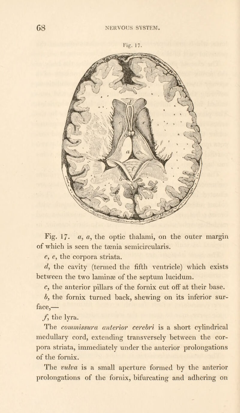 Fig- 17- Fig. 17. a, a, the optic thalami, on the outer margin of which is seen the taenia semicircularis. e, e, the corpora striata. d, the cavity (termed the fifth ventricle) which exists between the two laminae of the septum lucidum. c, the anterior pillars of the fornix cut off at their base. b, the fornix turned back, shewing on its inferior sur¬ face,— f, the lyra. The commissura anterior cerebri is a short cylindrical medullary cord, extending transversely between the cor¬ pora striata, immediately under the anterior prolongations of the fornix. The vulva is a small aperture formed by the anterior prolongations of the fornix, bifurcating and adhering on