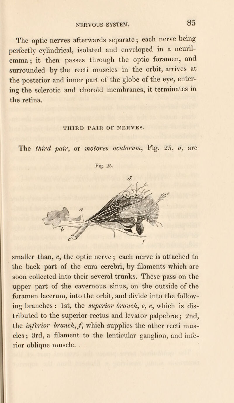 The optic nerves afterwards separate; each nerve being perfectly cylindrical, isolated and enveloped in a neuril¬ emma ; it then passes through the optic foramen, and surrounded by the recti muscles in the orbit, arrives at the posterior and inner part of the globe of the eye, enter¬ ing the sclerotic and choroid membranes, it terminates in the retina. THIRD PAIR OF NERVES. The third pair, or motores oculorum, Fig. 25, a, are Fig. 25. d smaller than, c, the optic nerve; each nerve is attached to the back part of the cura cerebri, by filaments which are soon collected into their several trunks. These pass on the upper part of the cavernous sinus, on the outside of the foramen lacerum, into the orbit, and divide into the follow¬ ing branches : 1st, the superior branch, e, e, which is dis¬ tributed to the superior rectus and levator palpebrae; 2nd, the inferior branch, f, which supplies the other recti mus¬ cles ; 3rd, a filament to the lenticular ganglion, and infe¬ rior oblique muscle.