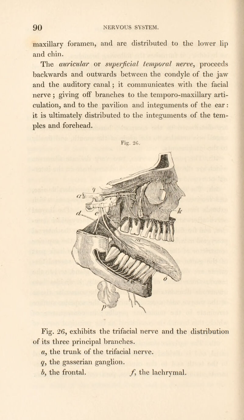 maxillary foramen, and are distributed to the lower lip and chin. The auricular or superficial temporal nerve, proceeds backwards and outwards between the condyle of the jaw and the auditory canal; it communicates with the facial nerve; giving off branches to the temporo-maxillary arti¬ culation, and to the pavilion and integuments of the ear: it is ultimately distributed to the integuments of the tem¬ ples and forehead. Fig. 2f>. Fig. 26, exhibits the trifacial nerve and the distribution of its three principal branches. a, the trunk of the trifacial nerve. q, the gasserian ganglion. b, the frontal. f\ the lachrymal.