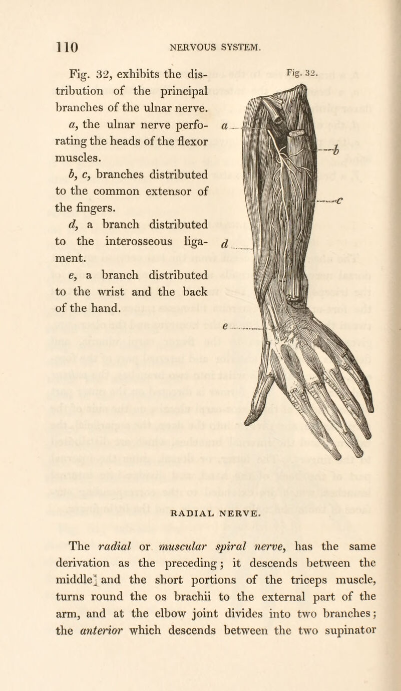 Fig. 32, exhibits the dis¬ tribution of the principal branches of the ulnar nerve. a, the ulnar nerve perfo¬ rating the heads of the flexor muscles. b, c, branches distributed to the common extensor of the fingers. d, a branch distributed to the interosseous liga¬ ment. e, a branch distributed to the wrist and the back of the hand. Fig. 32. RADIAL NERVE. The radial or muscular spiral nerve, has the same derivation as the preceding; it descends between the middle] and the short portions of the triceps muscle, turns round the os brachii to the external part of the arm, and at the elbow joint divides into two branches; the anterior which descends between the two supinator