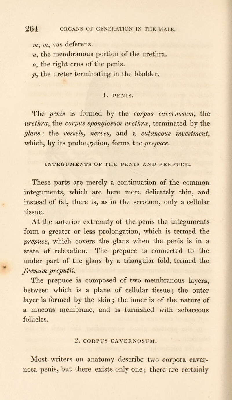 m, m, vas deferens. n, the membranous portion of the urethra. o, the right crus of the penis. p, the ureter terminating in the bladder. 1. PENIS. The penis is formed by the corpus cavernosum, the urethra, the corpus spongiosum urethrae, terminated by the (/Ians; the vessels, nerves, and a cutaneous investment, which, by its prolongation, forms the prepuce. INTEGUMENTS OF TIIE PENIS AND PREPUCE. These parts are merely a continuation of the common integuments, which are here more delicately thin, and instead of fat, there is, as in the scrotum, only a cellular tissue. At the anterior extremity of the penis the integuments form a greater or less prolongation, which is termed the prepuce, which covers the glans when the penis is in a state of relaxation. The prepuce is connected to the under part of the glans by a triangular fold, termed the frcenum preputii. The prepuce is composed of two membranous layers, between which is a plane of cellular tissue; the outer layer is formed by the skin; the inner is of the nature of a mucous membrane, and is furnished with sebaceous follicles. 2. CORPUS CAVERNOSUM. Most writers on anatomy describe two corpora caver¬ nosa penis, but there exists only one; there are certainly