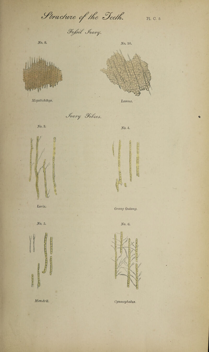 QjkiW; .Vo. 3. No. 4. Orang Outang. No. 5. No. G. * Mandril. Cynocephalus,