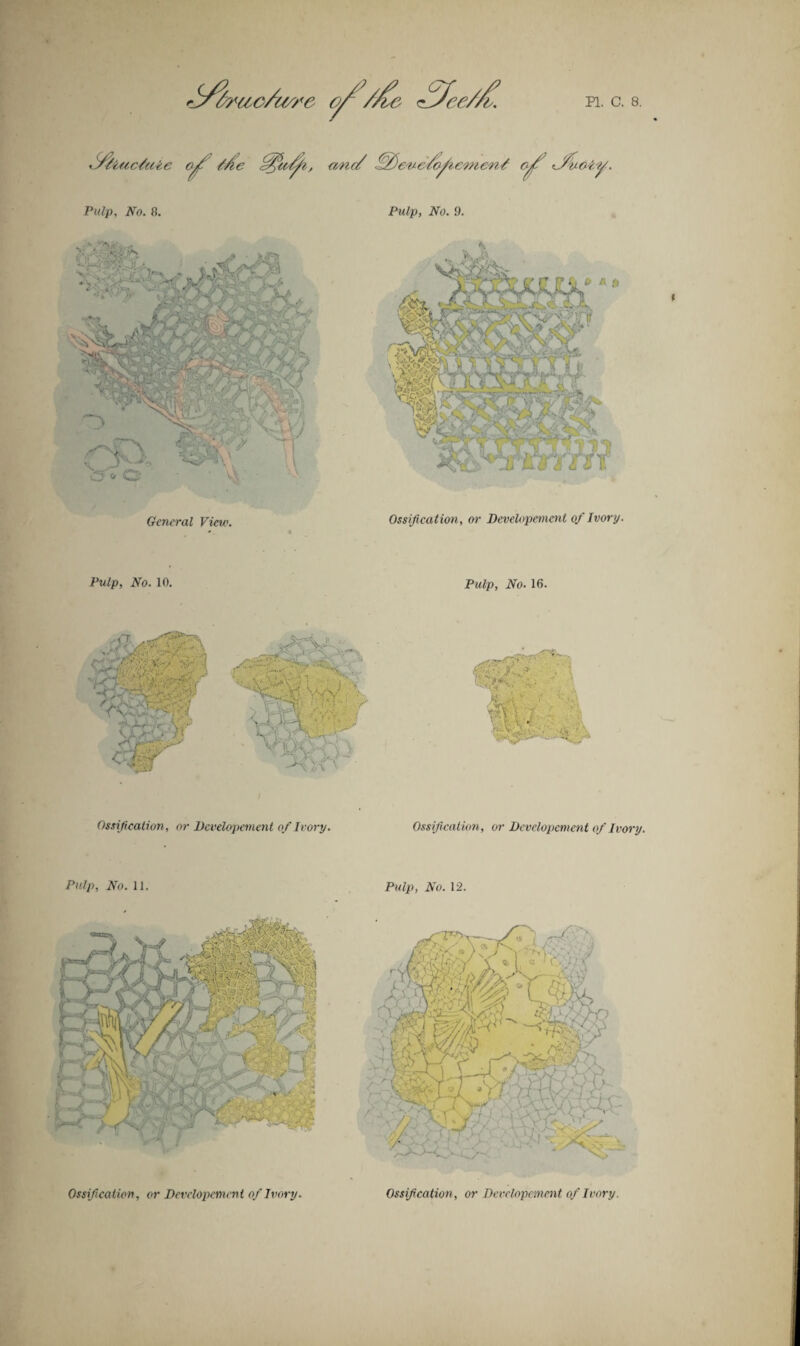 General View. Ossification, or Developemcnt of Ivory. Pulp, No. 10. Pulp, No. 16. >• ' • ' - : * ^4r- ■ . , w? \.i- , t ' Ossification, or Developement of Ivory. Ossification, or Developement of Ivory. Pulp, No. 11. Pulp, No. 12. Ossification, or Developement of Ivory. Ossification, or Developement of Ivory.