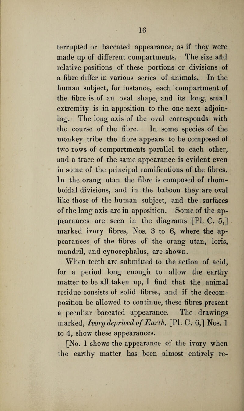 terrupted or baccated appearance, as if they were made up of different compartments. The size afld relative positions of these portions or divisions of a fibre differ in various series of animals. In the human subject, for instance, each compartment of the fibre is of an oval shape, and its long, small extremity is in apposition to the one next adjoin¬ ing. The long axis of the oval corresponds with the course of the fibre. In some species of the monkey tribe the fibre appears to be composed of two rows of compartments parallel to each other, and a trace of the same appearance is evident even in some of the principal ramifications of the fibres. In the orang utan the fibre is composed of rhom- boidal divisions, and in the baboon they are oval like those of the human subject, and the surfaces of the long axis are in apposition. Some of the ap¬ pearances are seen in the diagrams [PI. C. 5,] marked ivory fibres, Nos. 3 to 6, where the ap¬ pearances of the fibres of the orang utan, loris, mandril, and cynocephalus, are showm. When teeth are submitted to the action of acid, for a period long enough to allow the earthy matter to be all taken up, I find that the animal residue consists of solid fibres, and if the decom¬ position be allowed to continue, these fibres present a peculiar baccated appearance. The drawings marked, Ivory deprived of Earth, [PI. C. 6,] Nos. 1 to 4, show these appearances. [No. 1 shows the appearance of the ivory when the earthy matter has been almost entirely re-