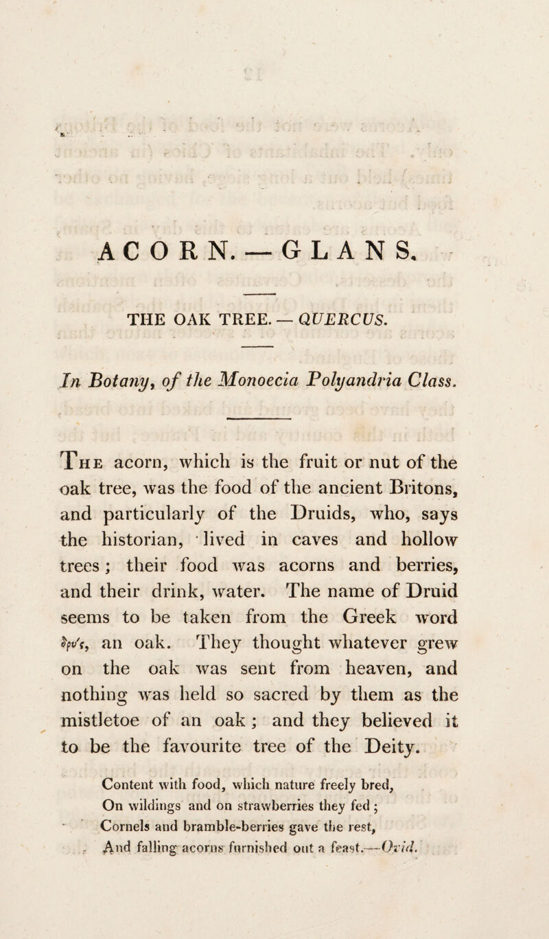 f ' SI ■ A C O R N. — G L A N S, THE OAK TREE. — QUERCUS. In botany, of the Monoecia Polyandria Class. The acorn, which is the fruit or nut of the oak tree, was the food of the ancient Britons, and particularly of the Druids, who, says the historian, lived in caves and hollow trees; their food was acorns and berries, and their drink, water. The name of Druid seems to be taken from the Greek word Vf, an oak. They thought whatever grew on the oak was sent from heaven, and nothing w’^as held so sacred by them as the mistletoe of an oak; and they believed it to be the favourite tree of the Deity. Content with food, which nature freely bred, On wildings and on strawberries they fed ; Cornels and bramble-berries gave the rest, - tailing acorns furnished out a feast.—OvicL