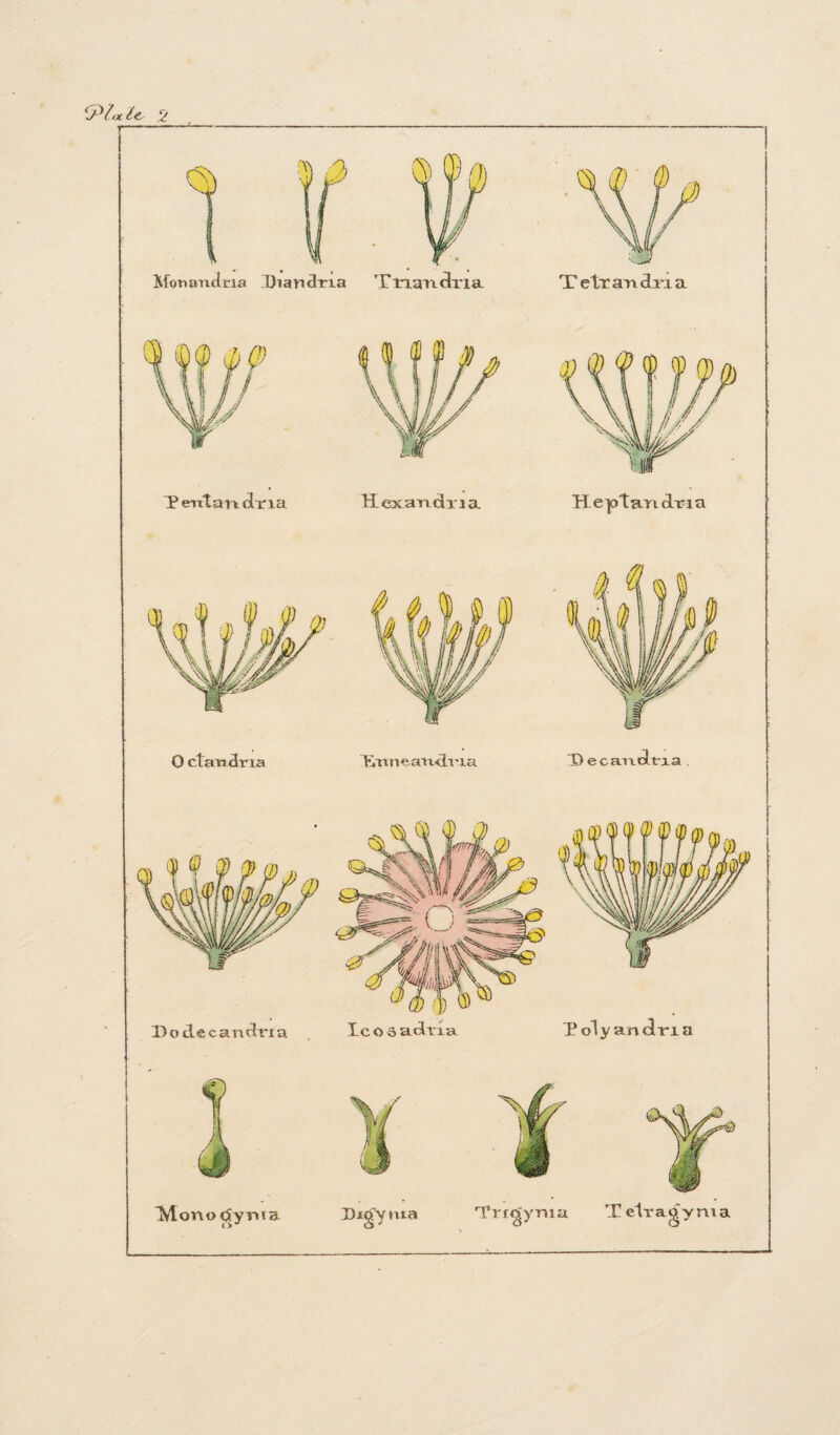 Monandria Dian^Tia XetrandTia O ctaTrdna